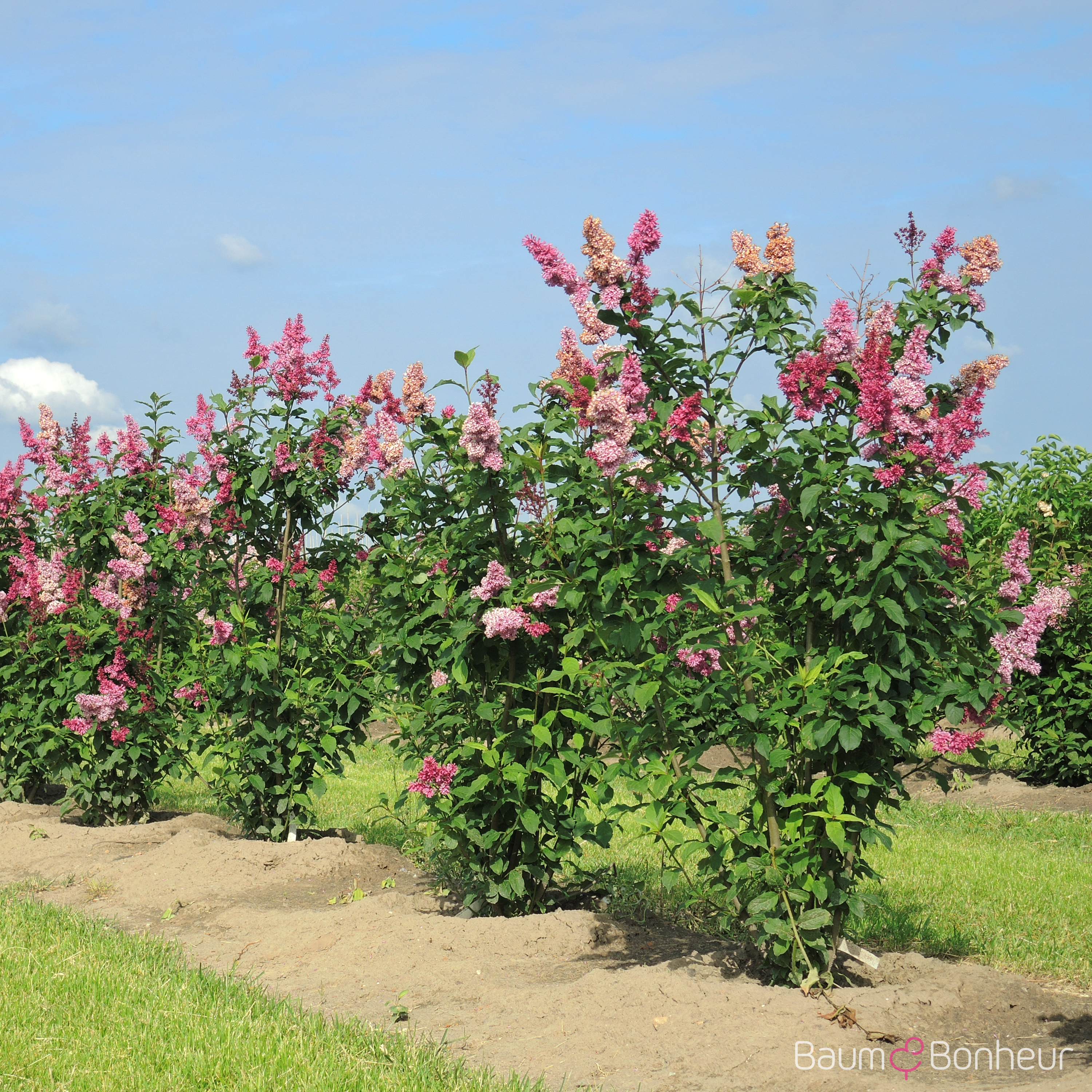 Syringa prestoniae 'Redwine'