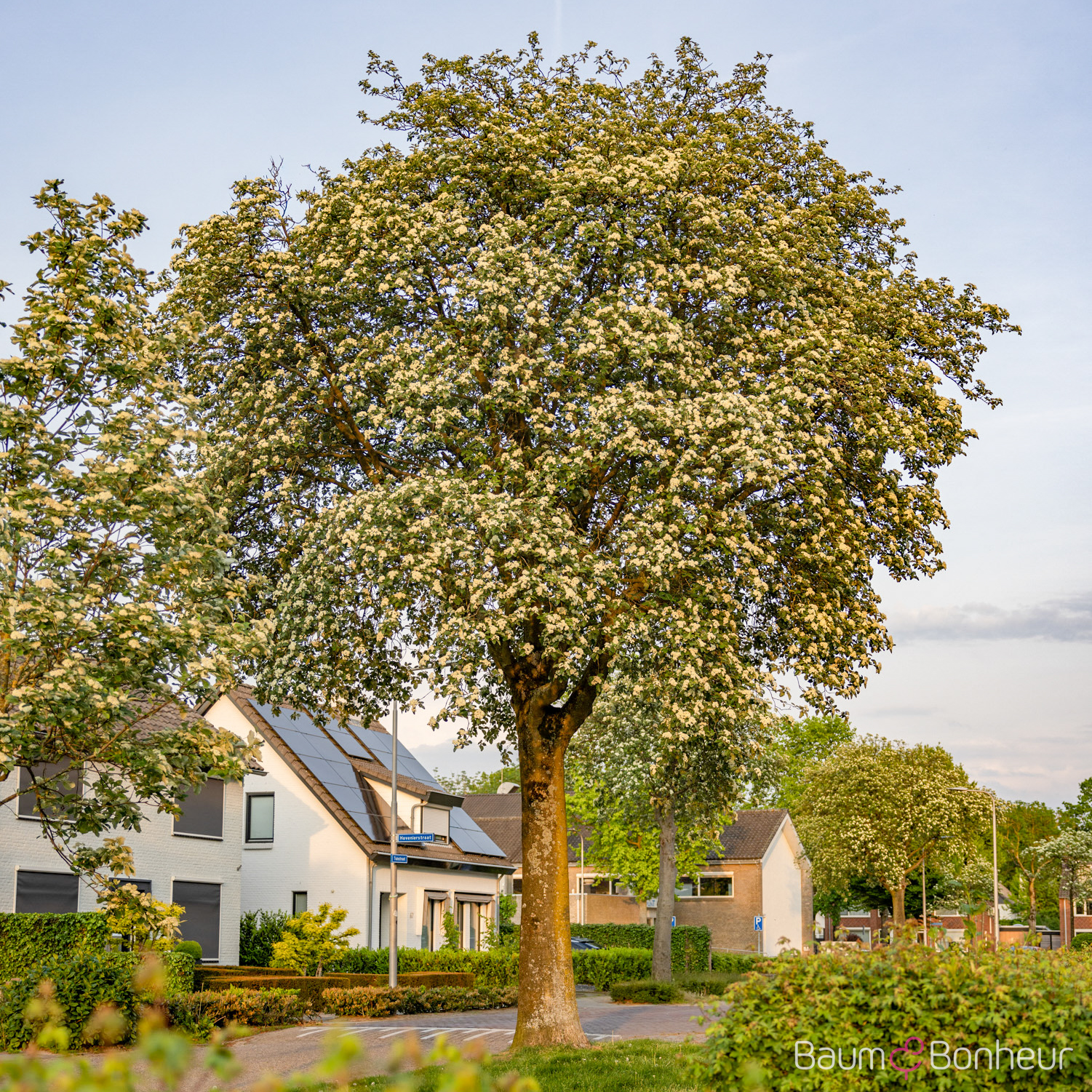 Sorbus intermedia