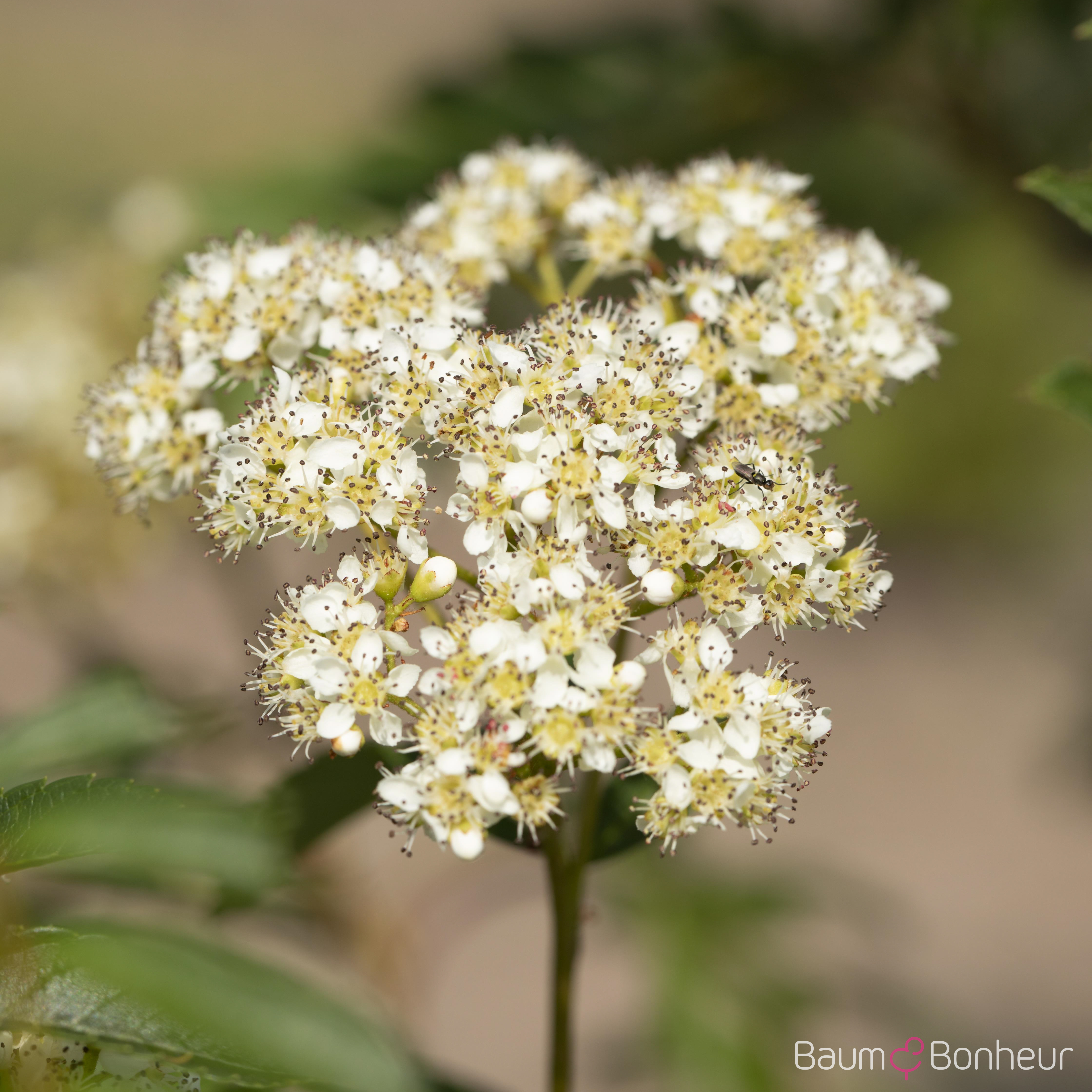 Sorbus 'Joseph Rock'