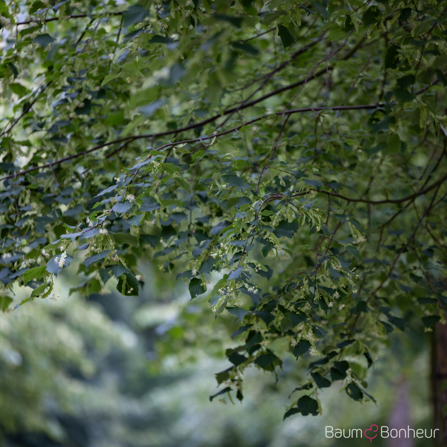 Tilia cordata 'Greenspire'