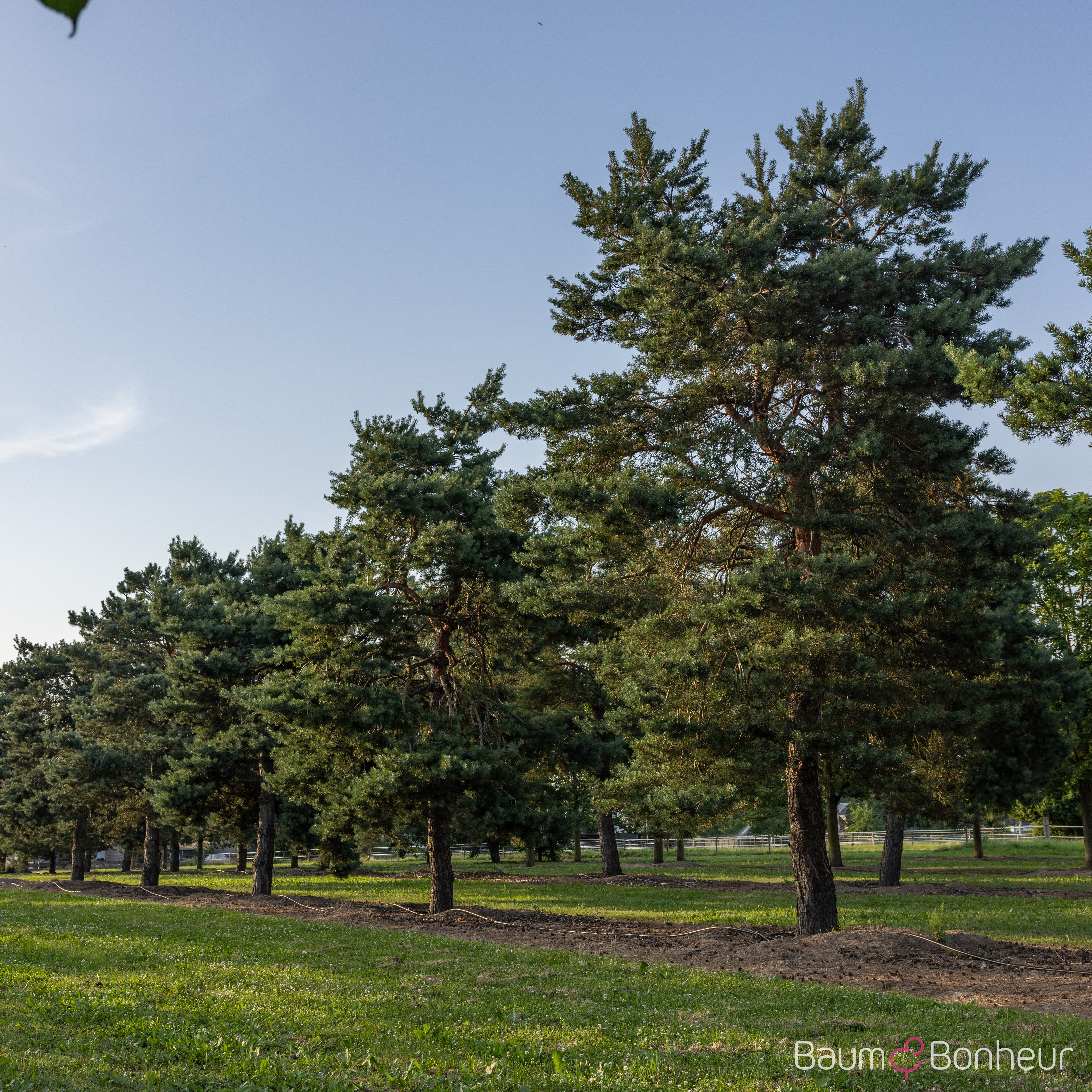 Pinus sylvestris 'Norske Typ'