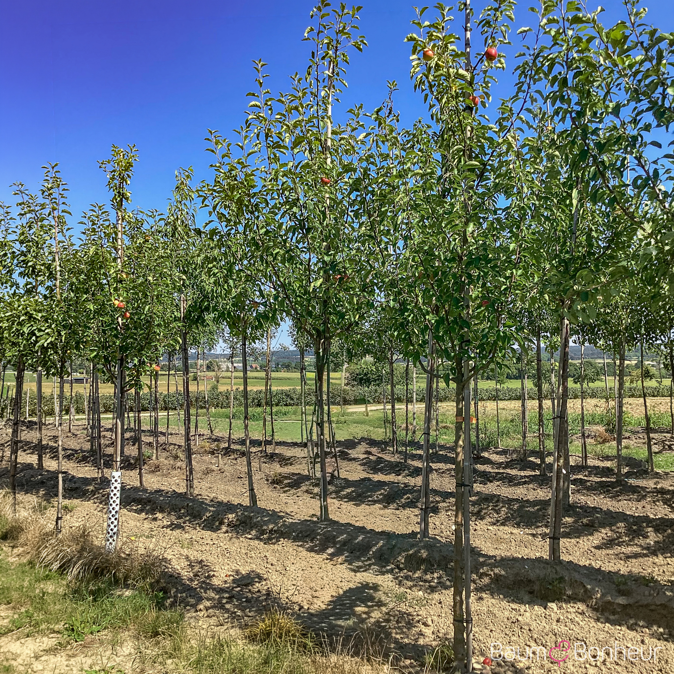 Malus 'Retina'
