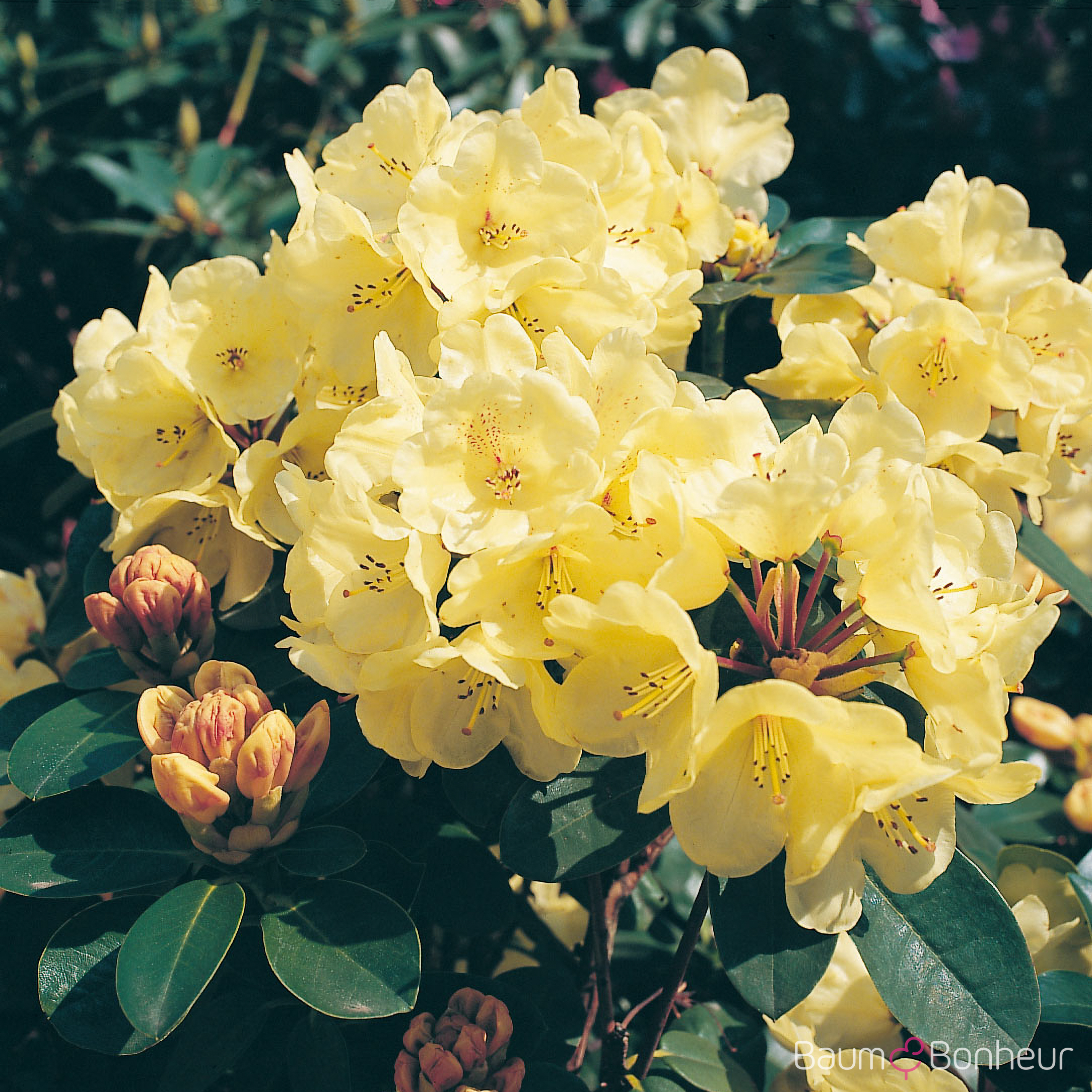Rhododendron 'Graf Lennart'