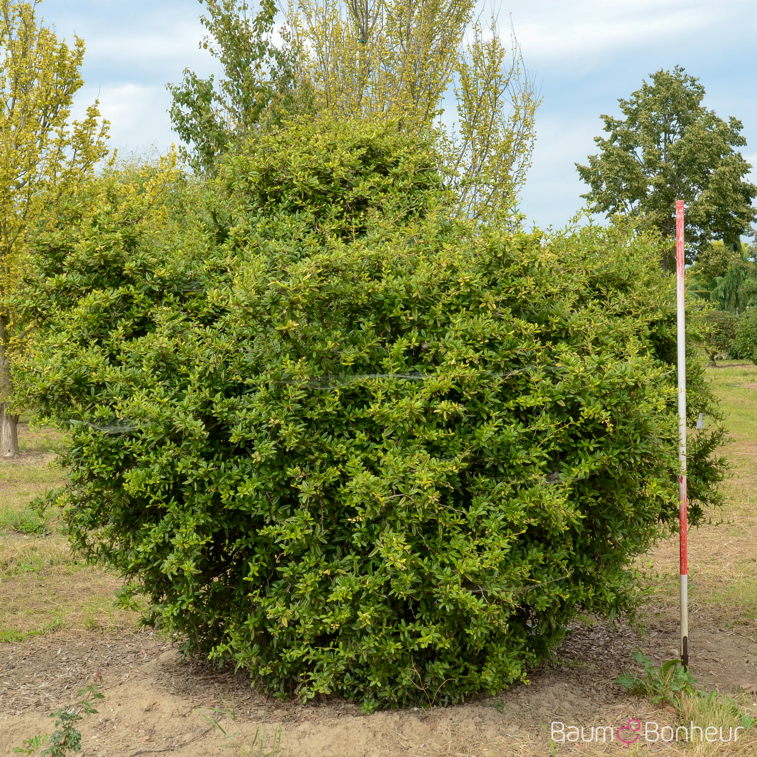 Berberis julianae
