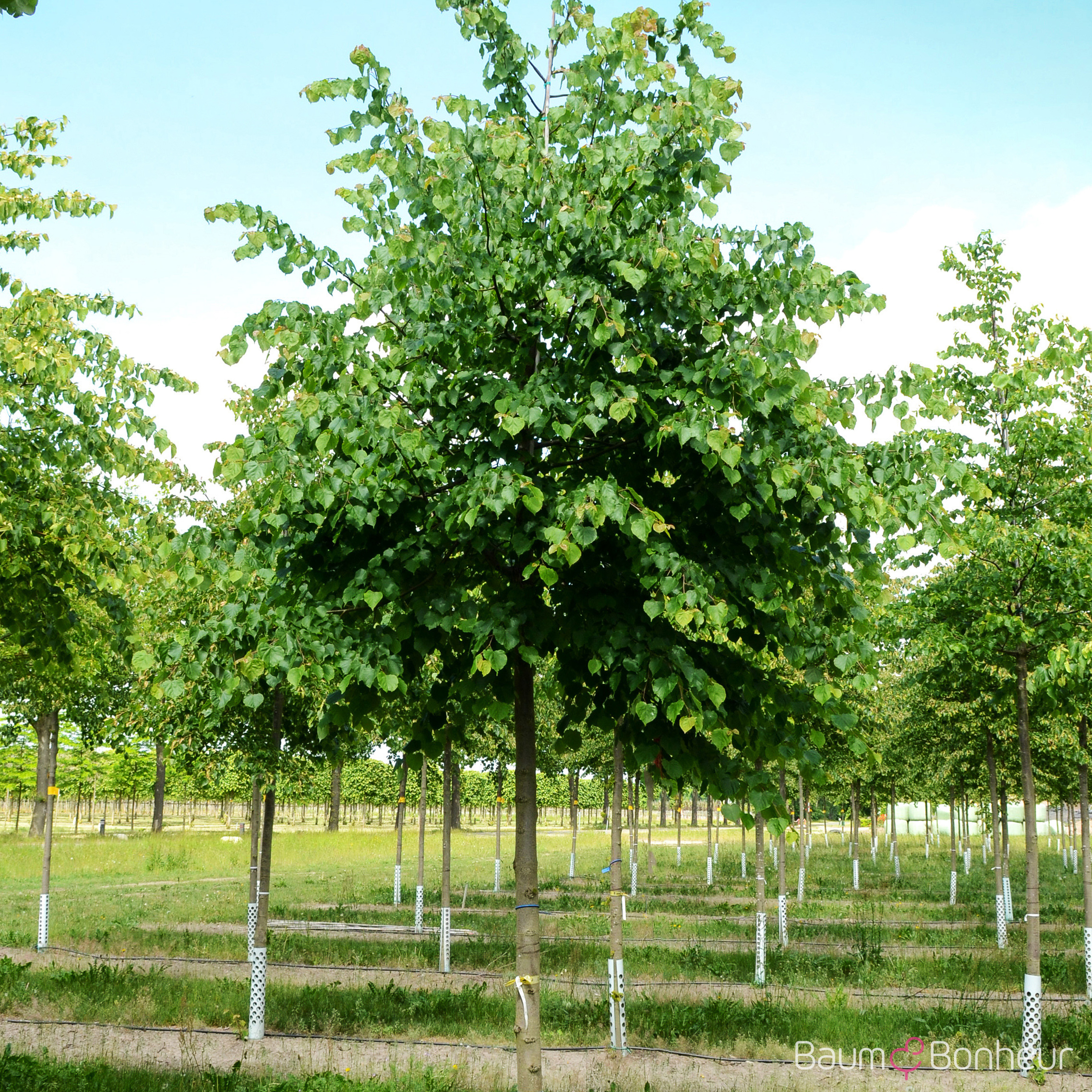 Tilia cordata