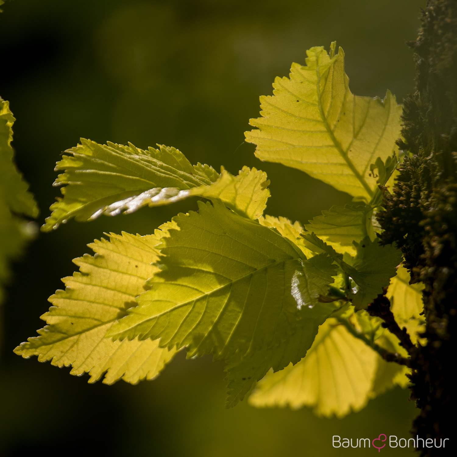 Ulmus carpinifolia 'Wredei'