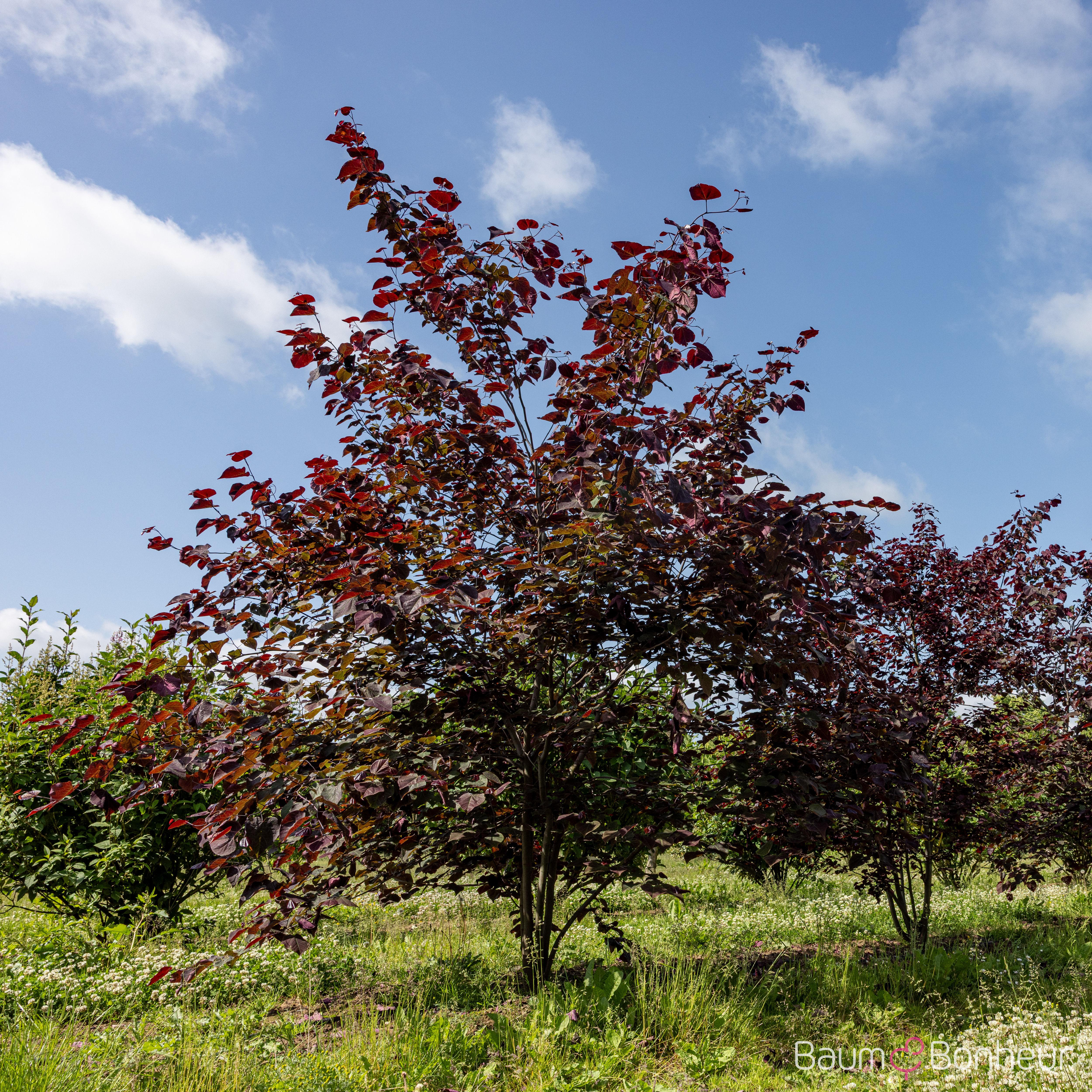 Cercis canadensis 'Forest Pansy'
