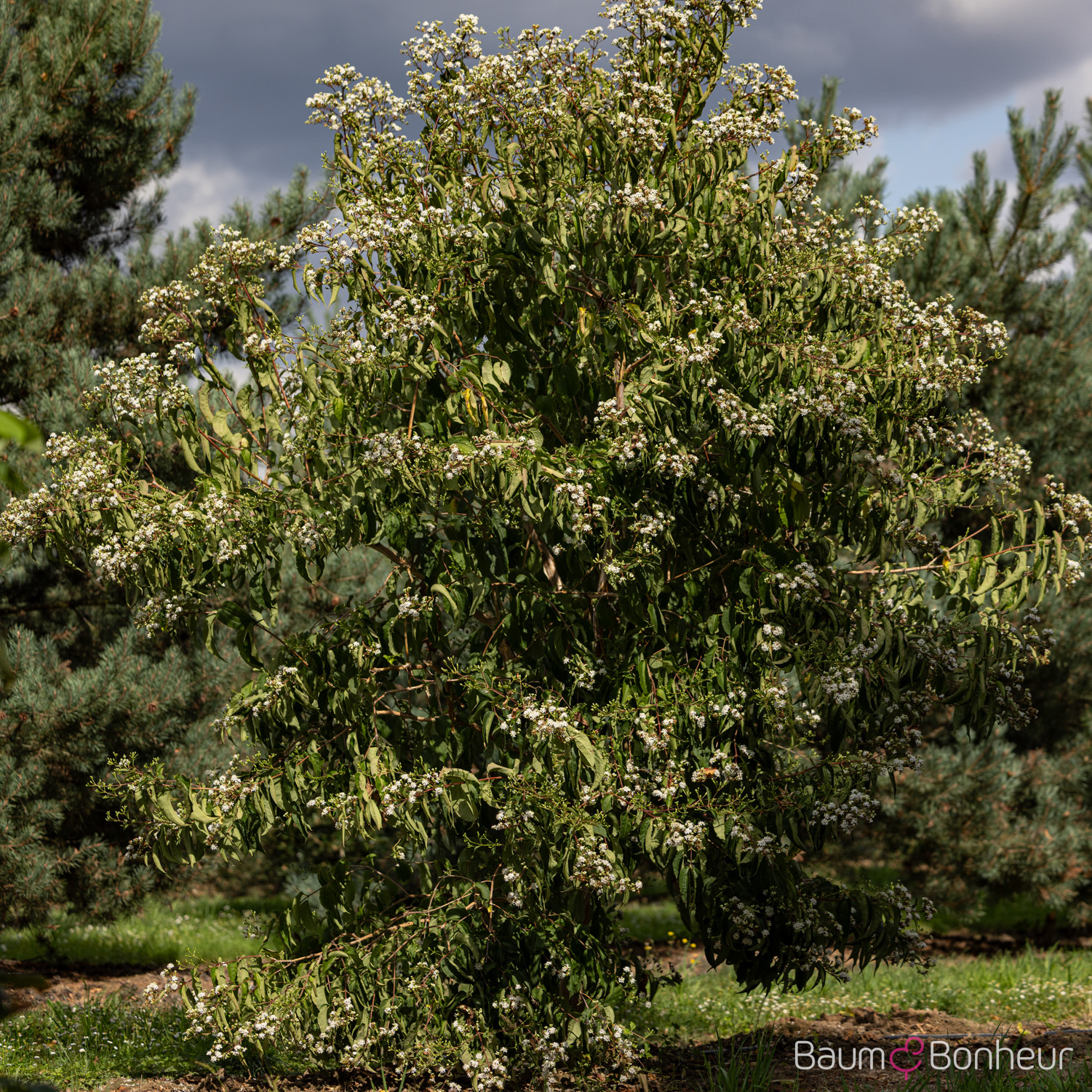 Heptacodium miconioides