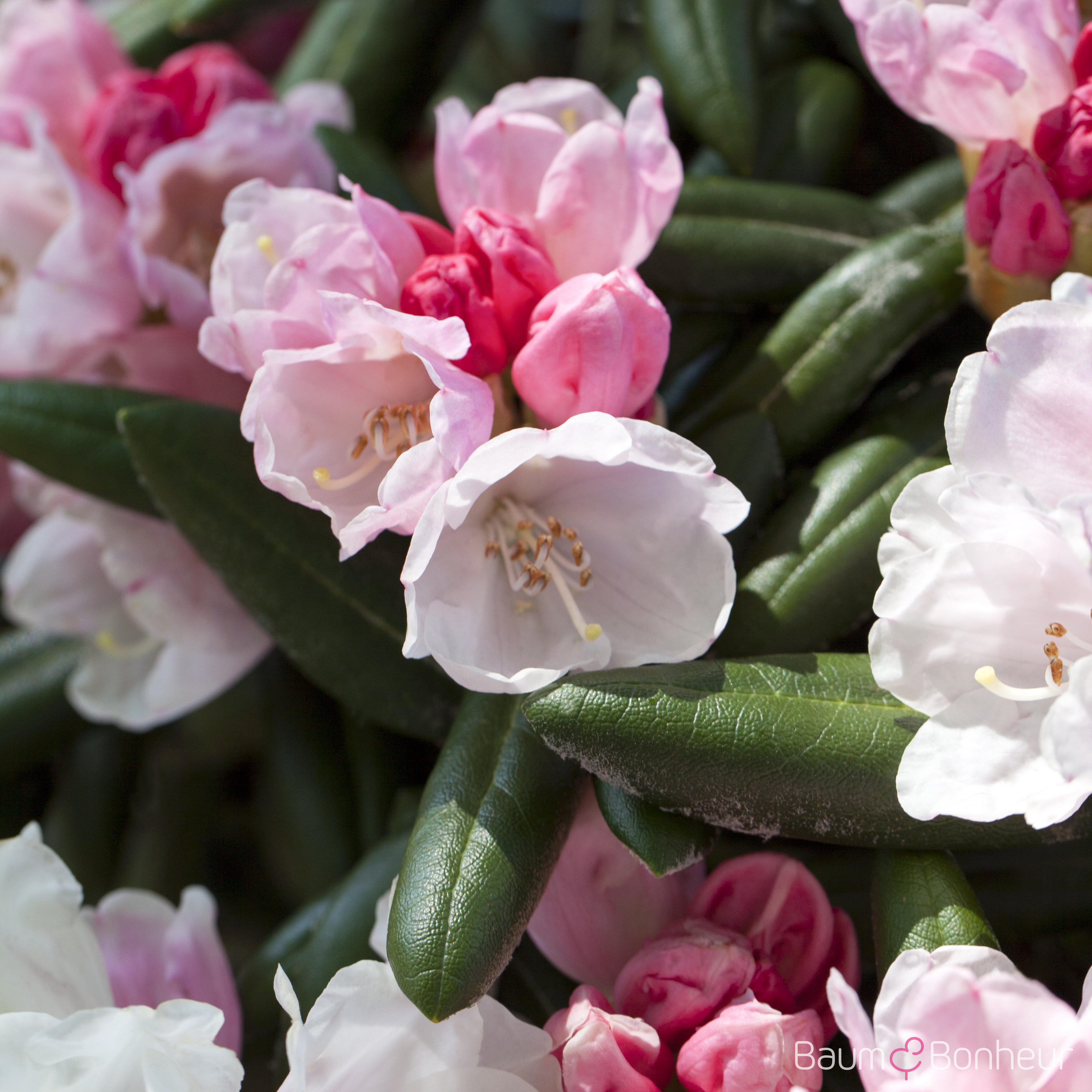 Rhododendron yakushimanum 'Koichiro Wada'
