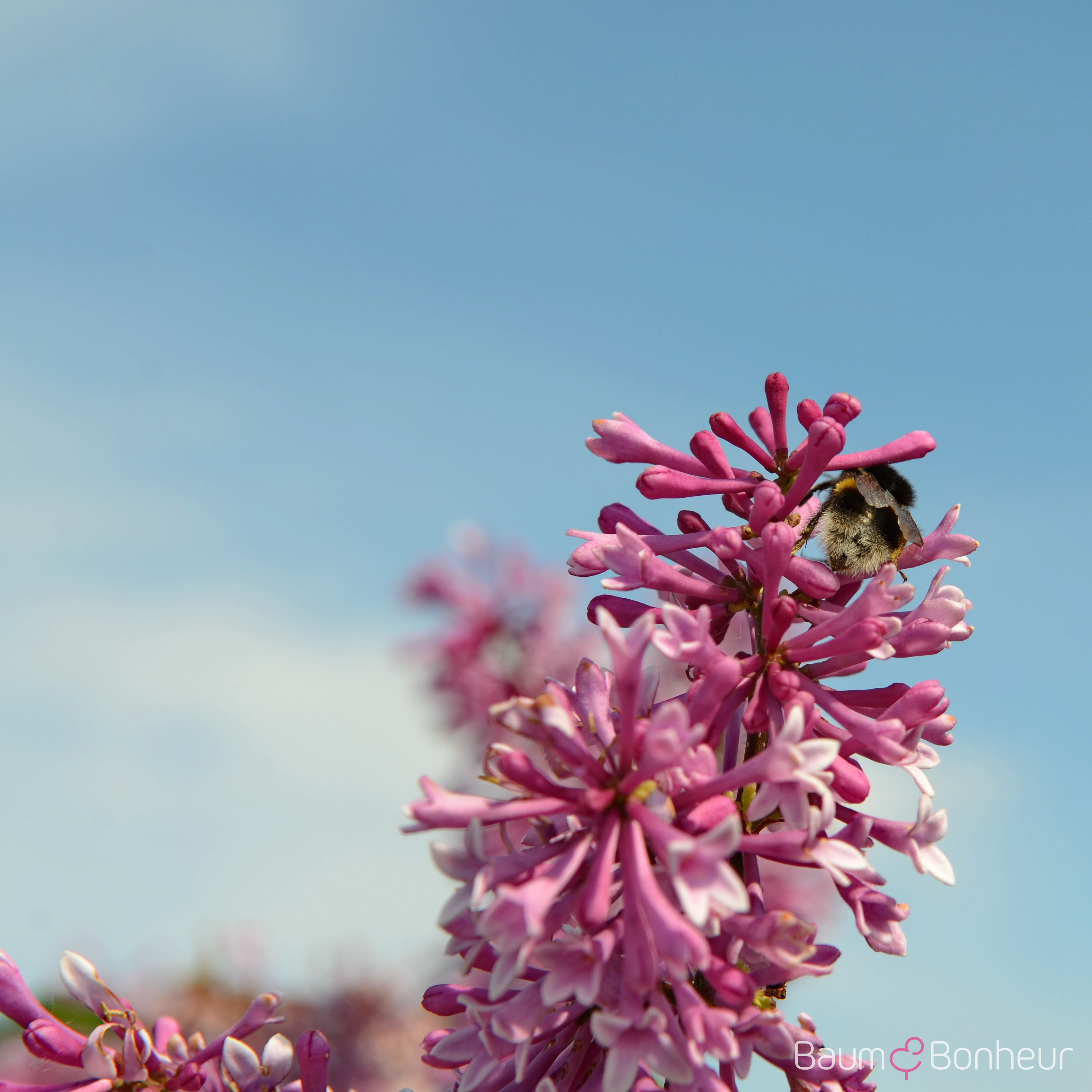 Syringa prestoniae 'Royalty'
