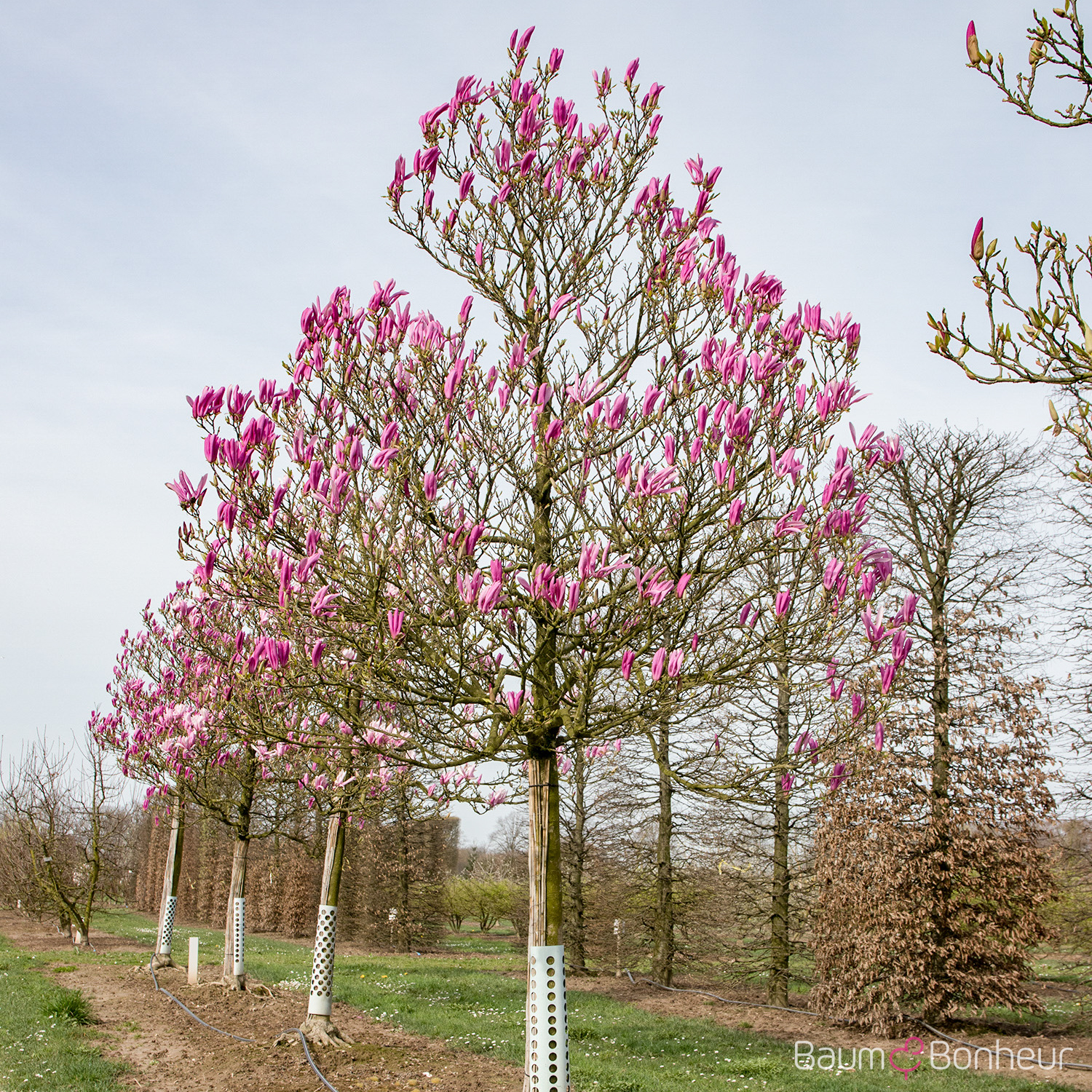 Magnolia 'Susan'