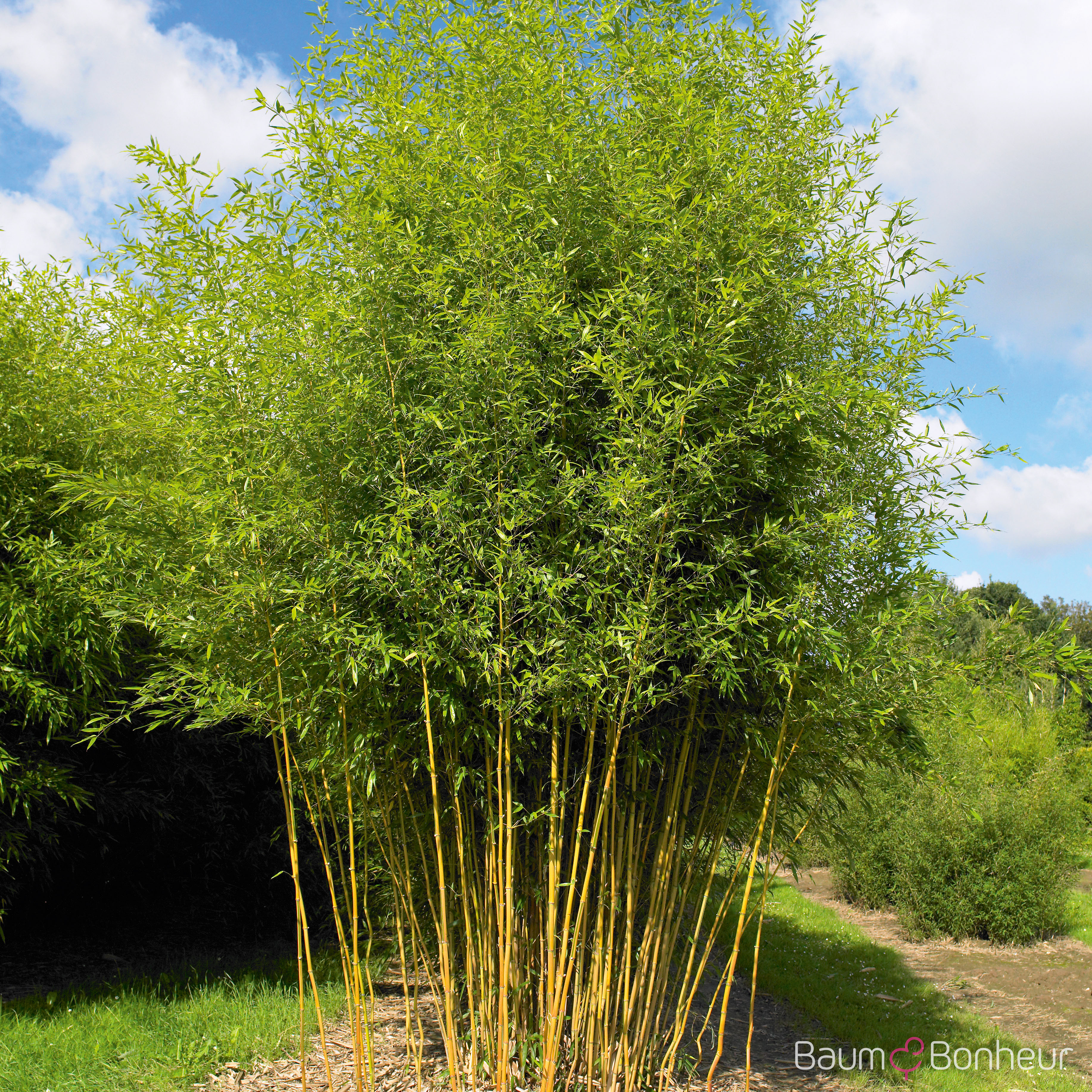Phyllostachys aureosulcata 'Spectabilis'