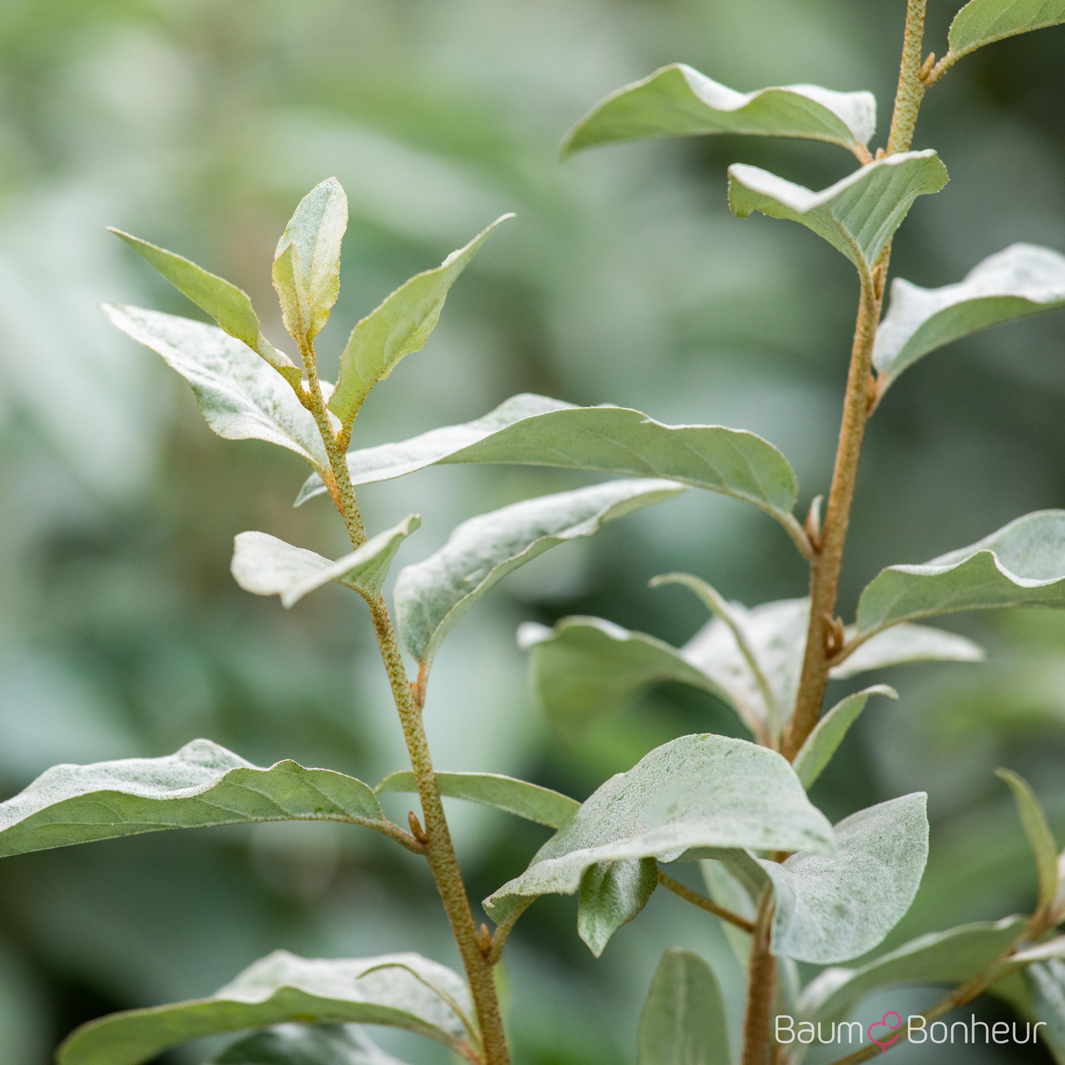 Elaeagnus commutata 'Zempin'