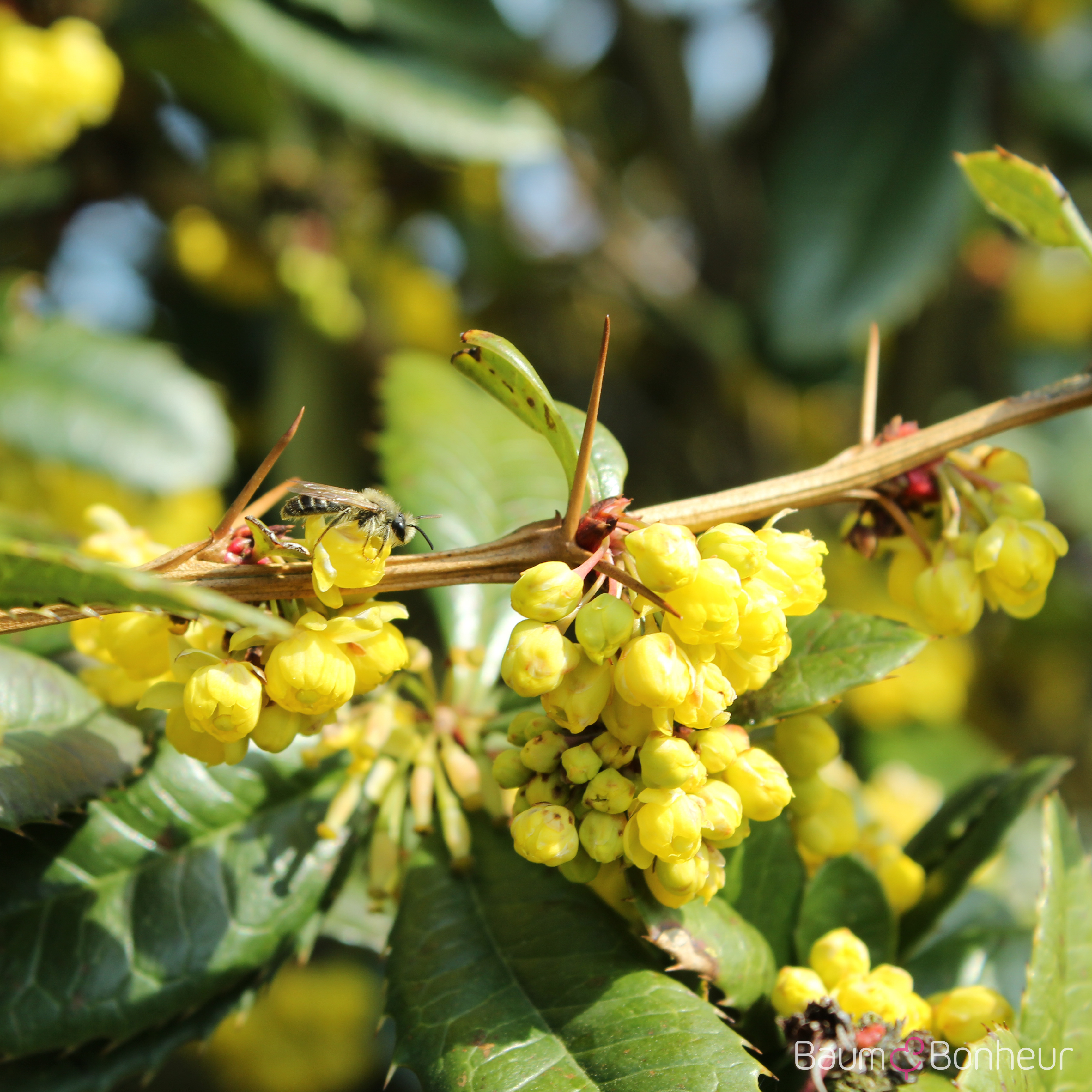 Berberis julianae