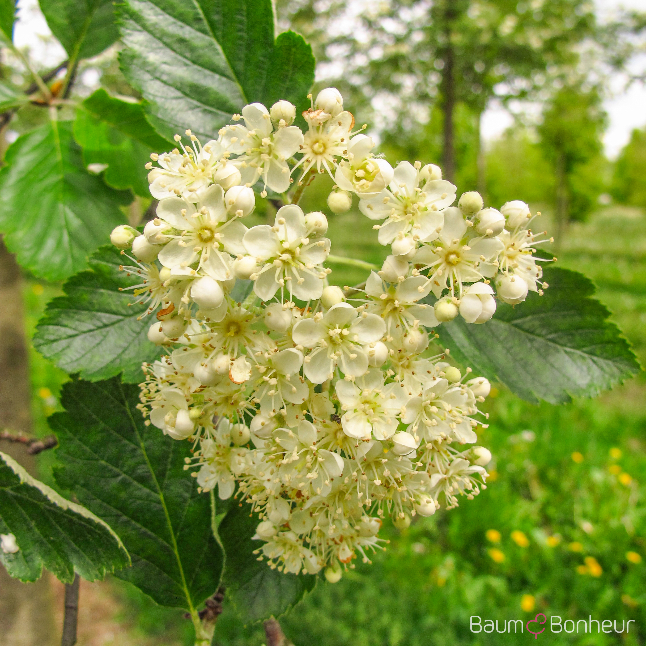 Sorbus intermedia 'Brouwers'