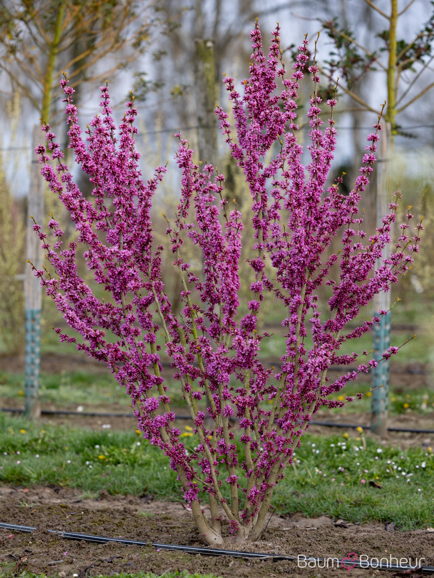 Cercis chinensis 'Avondale'