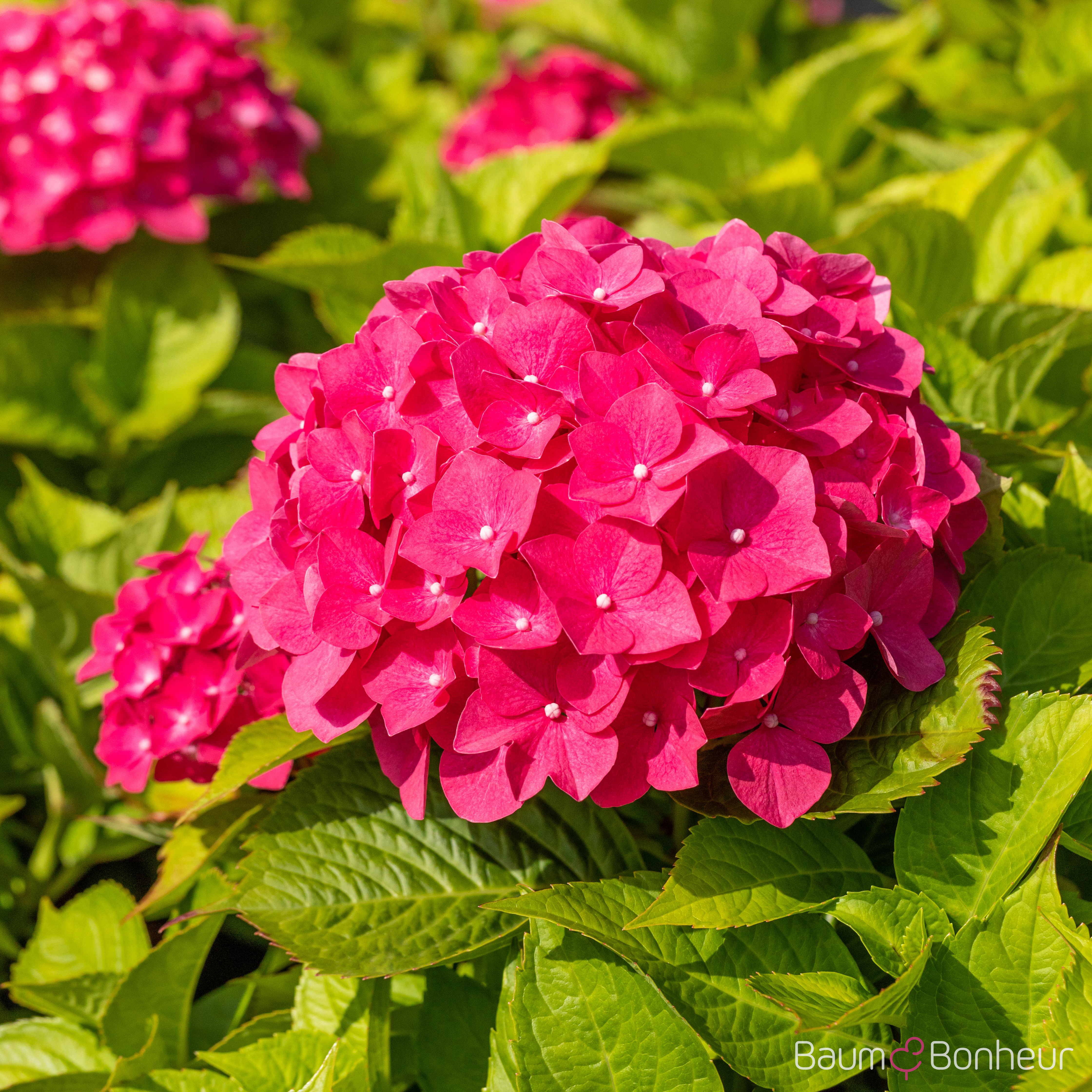 Hydrangea macrophylla 'Freudenstein'