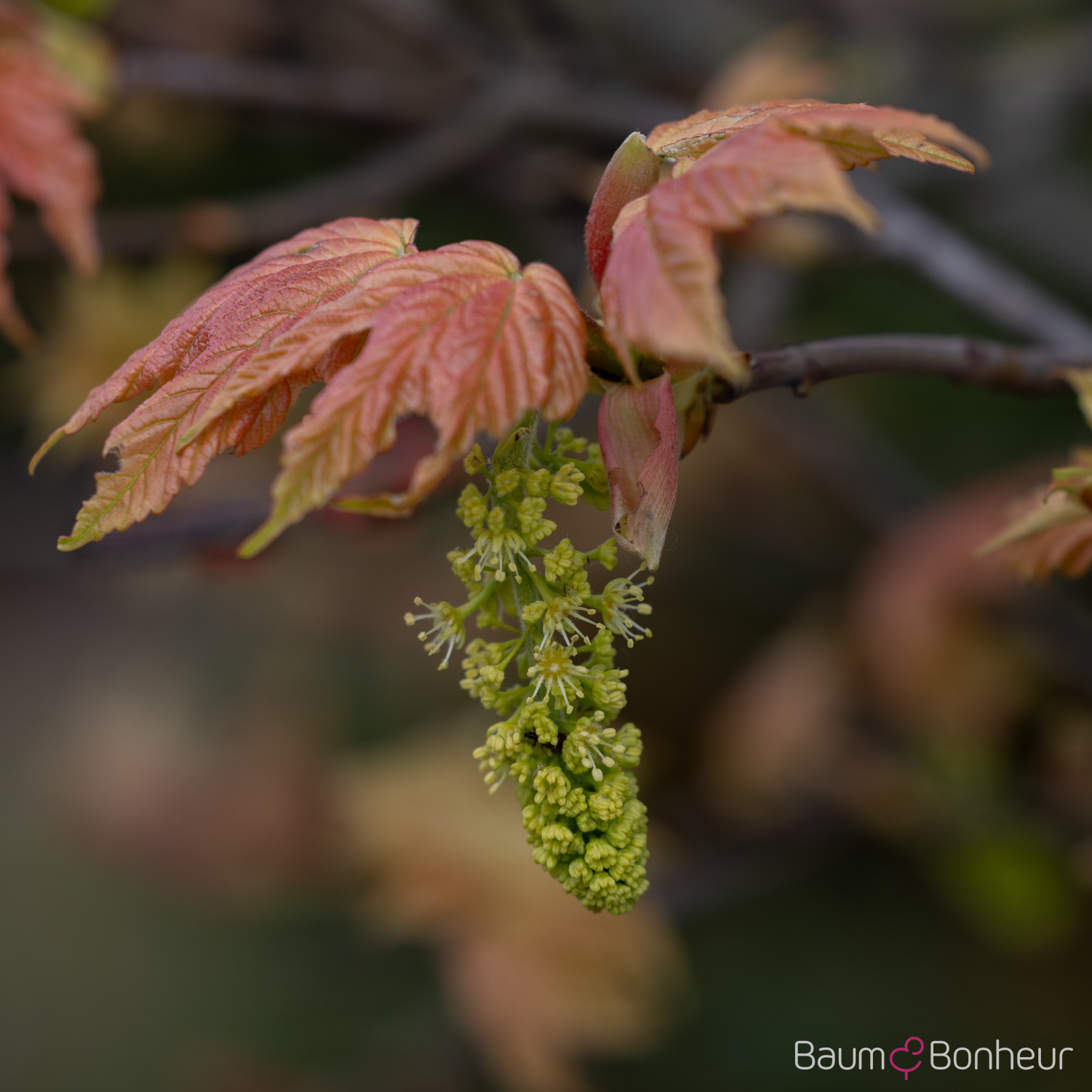 Acer pseudoplatanus 'Brilliantissimum'