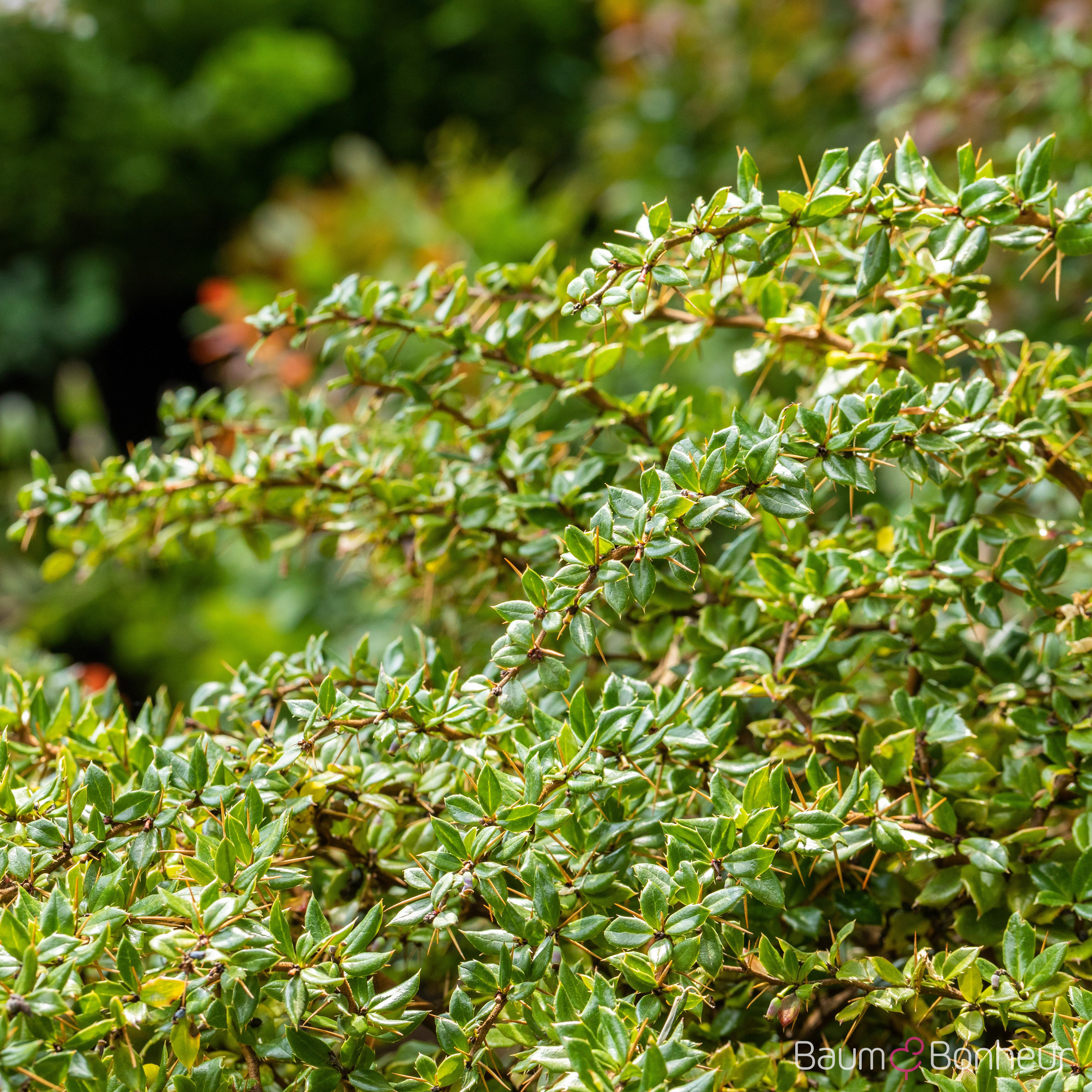 Berberis verruculosa