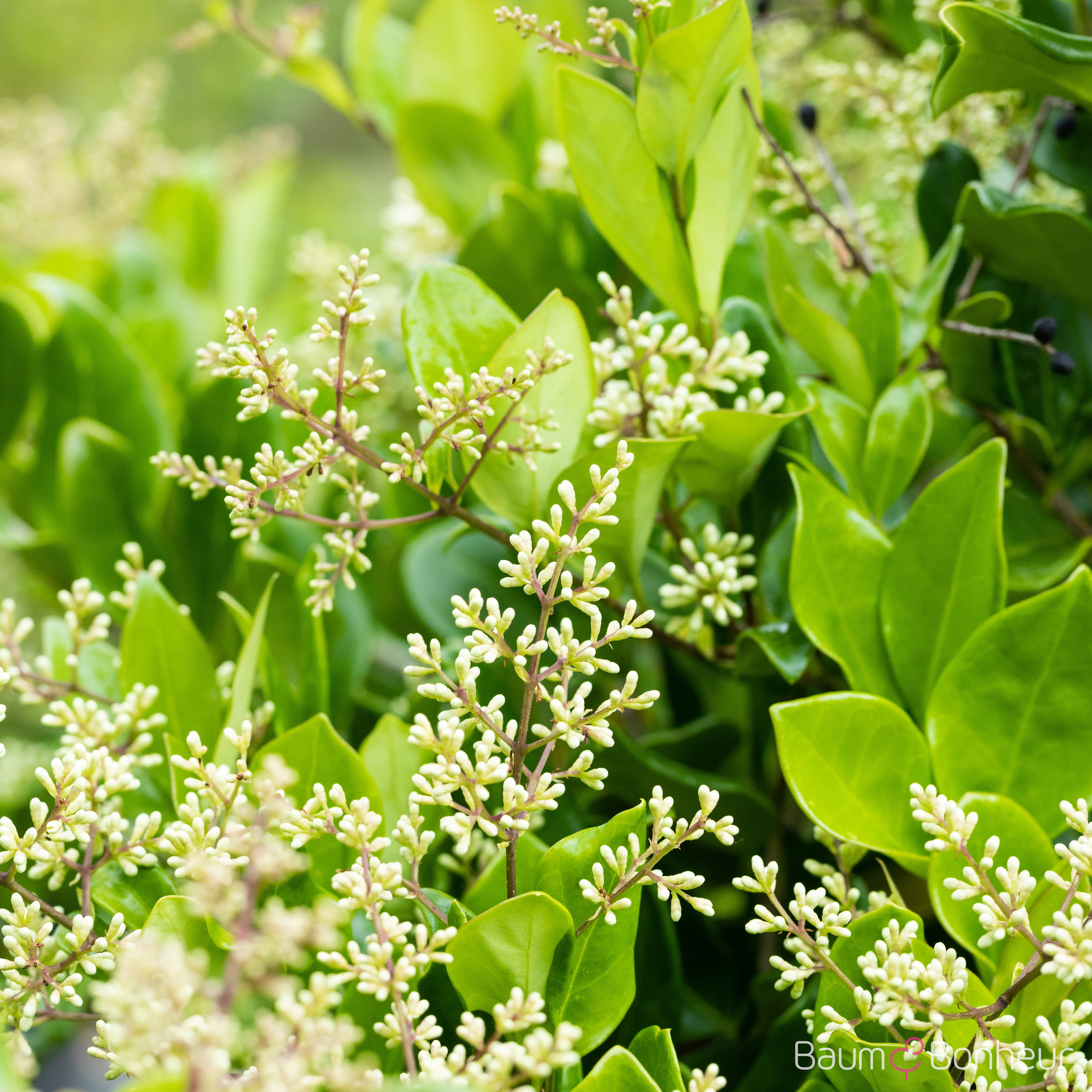Ligustrum japonicum