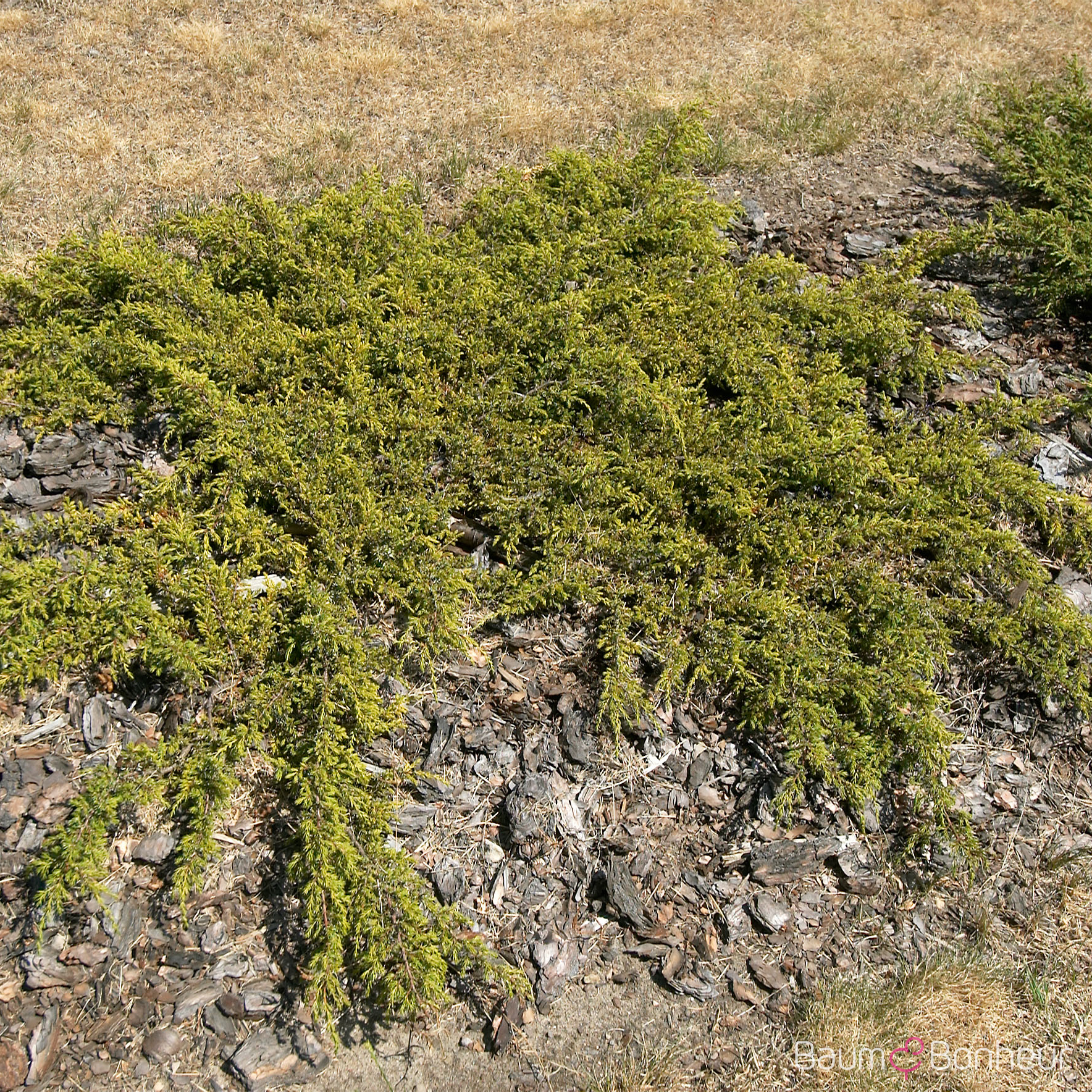 Juniperus communis 'Hornibrookii'
