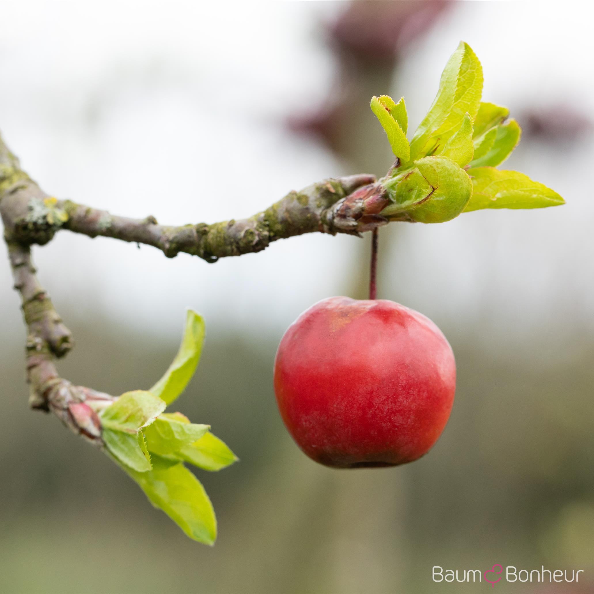 Malus 'Red Sentinel'