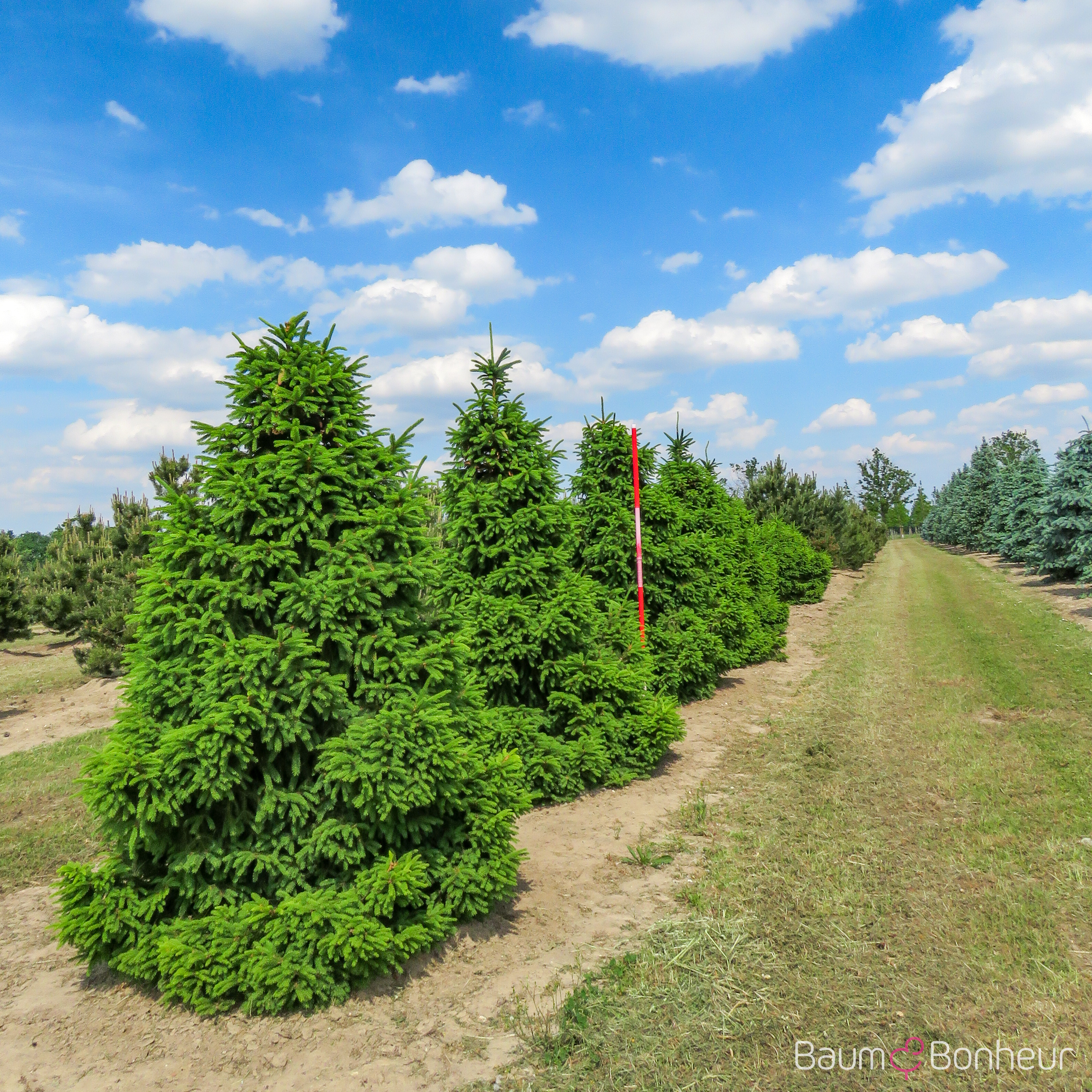 Picea abies 'Ohlendorffii'