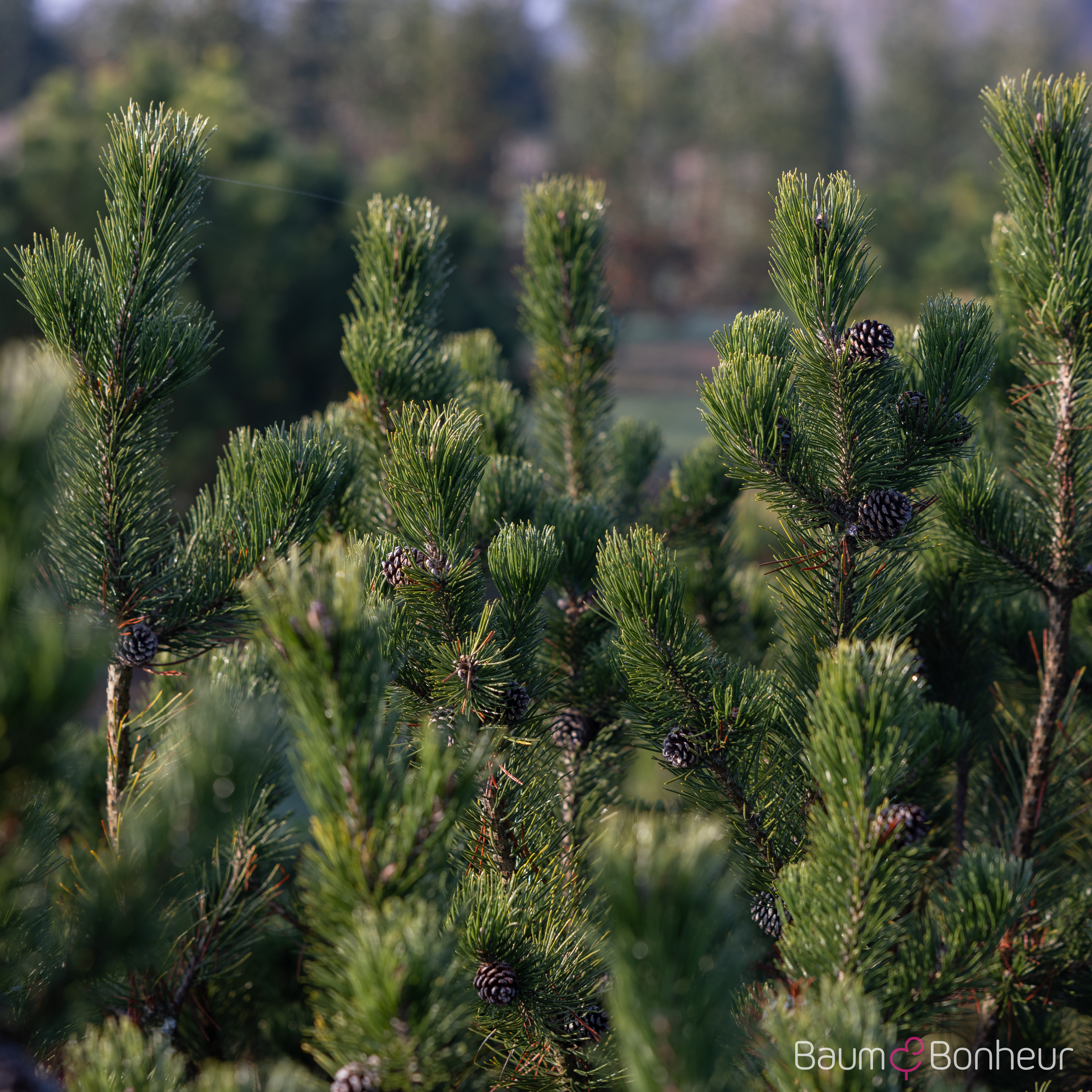 Pinus mugo mughus