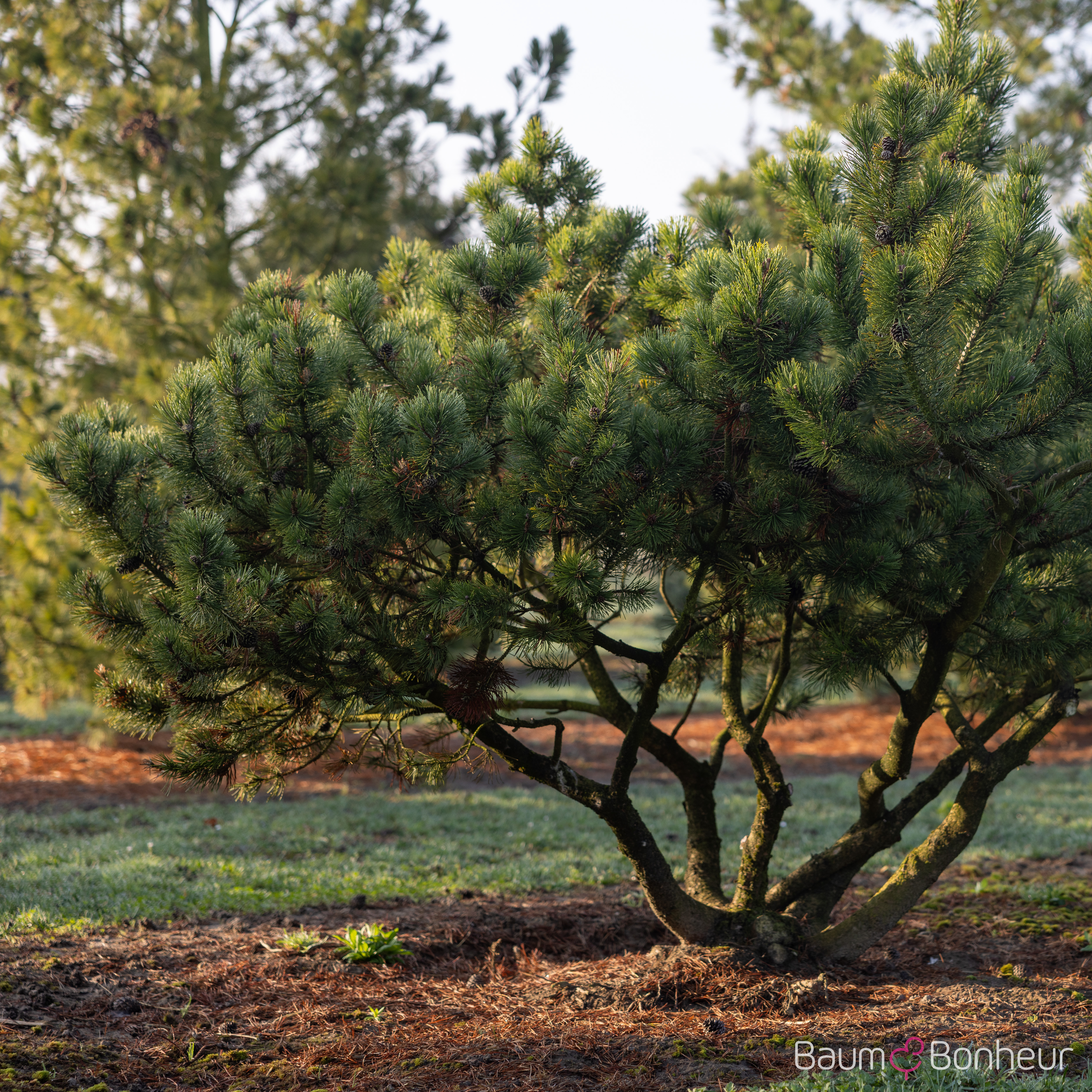Pinus mugo mughus