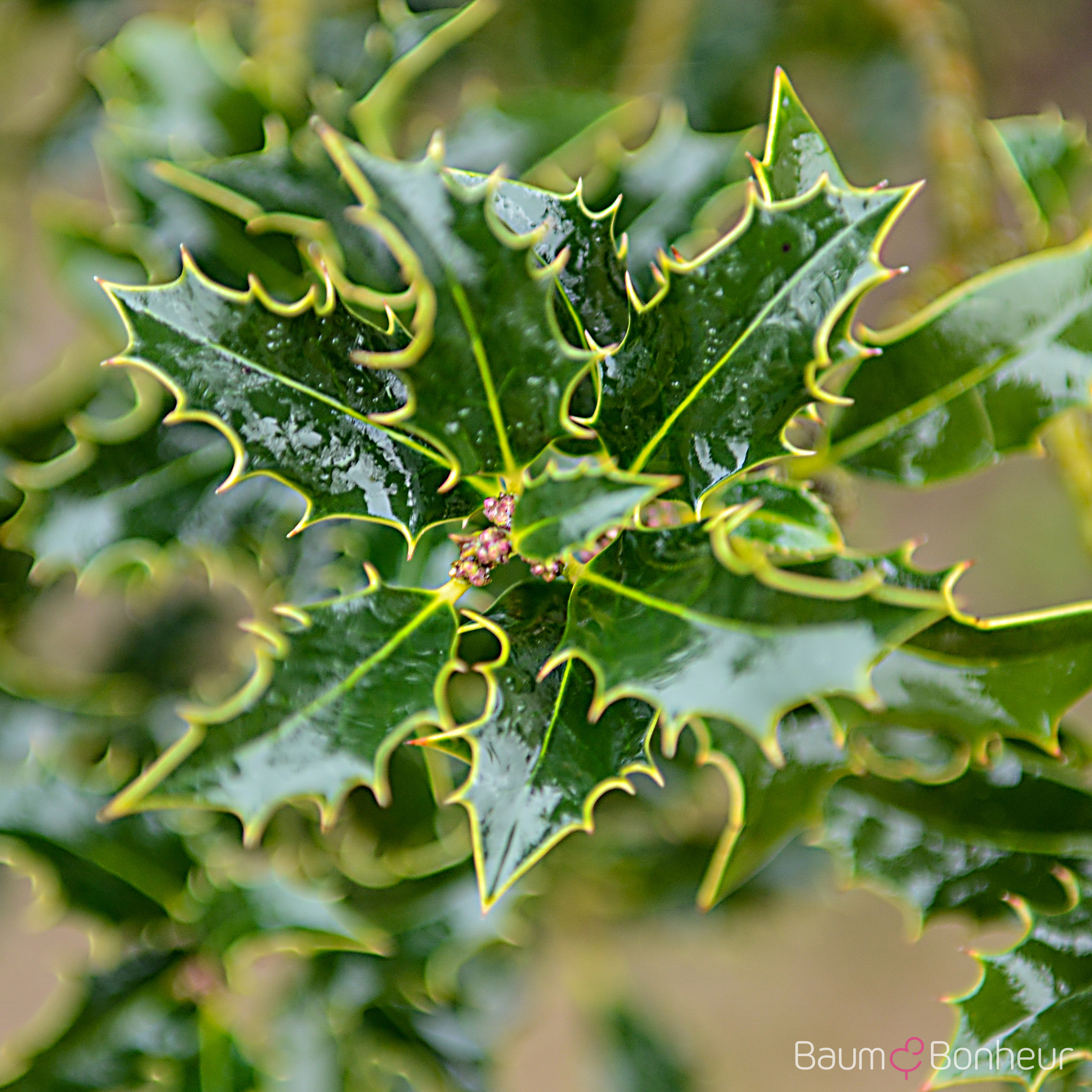 Ilex aquifolium 'Alaska'