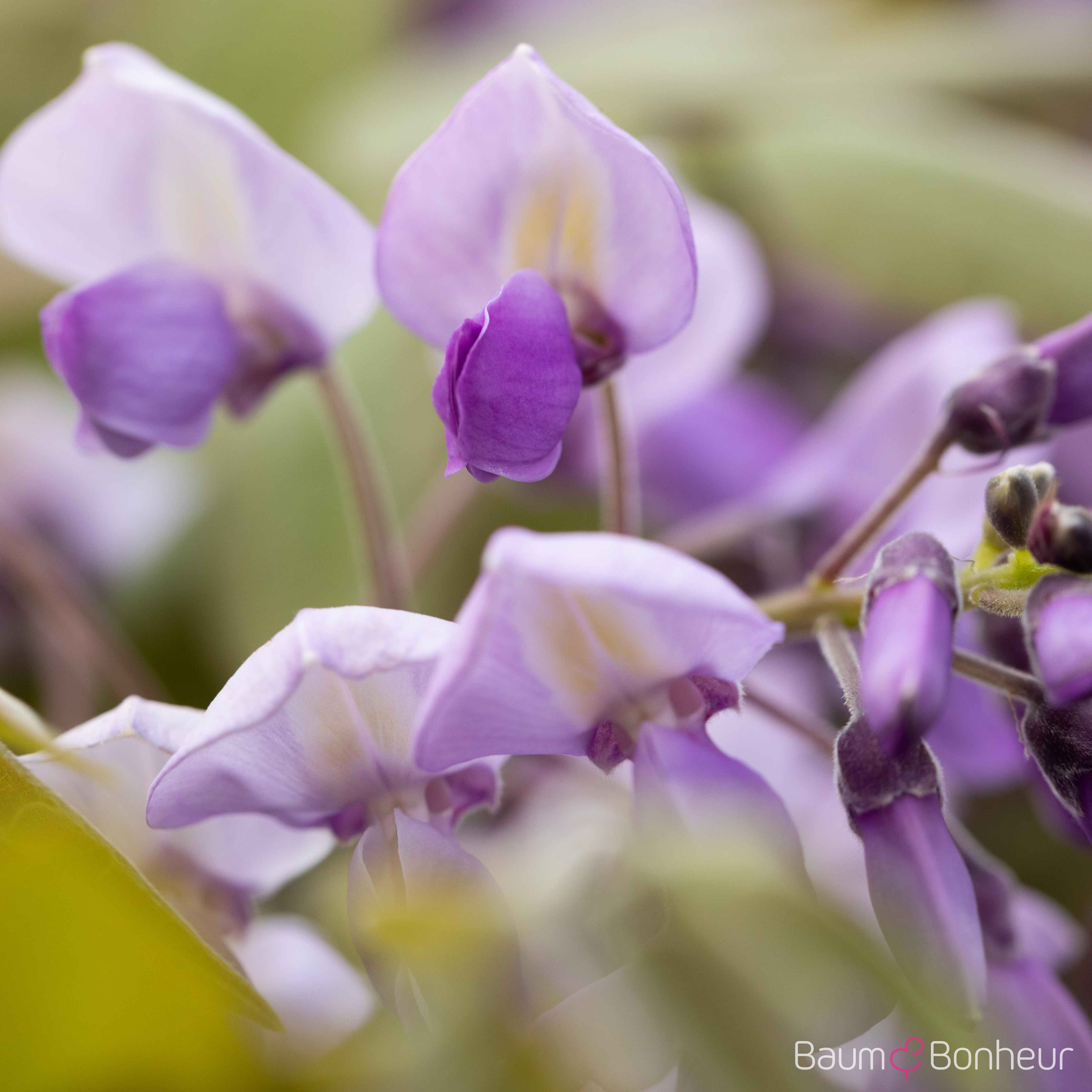 Wisteria sinensis 'Alba'
