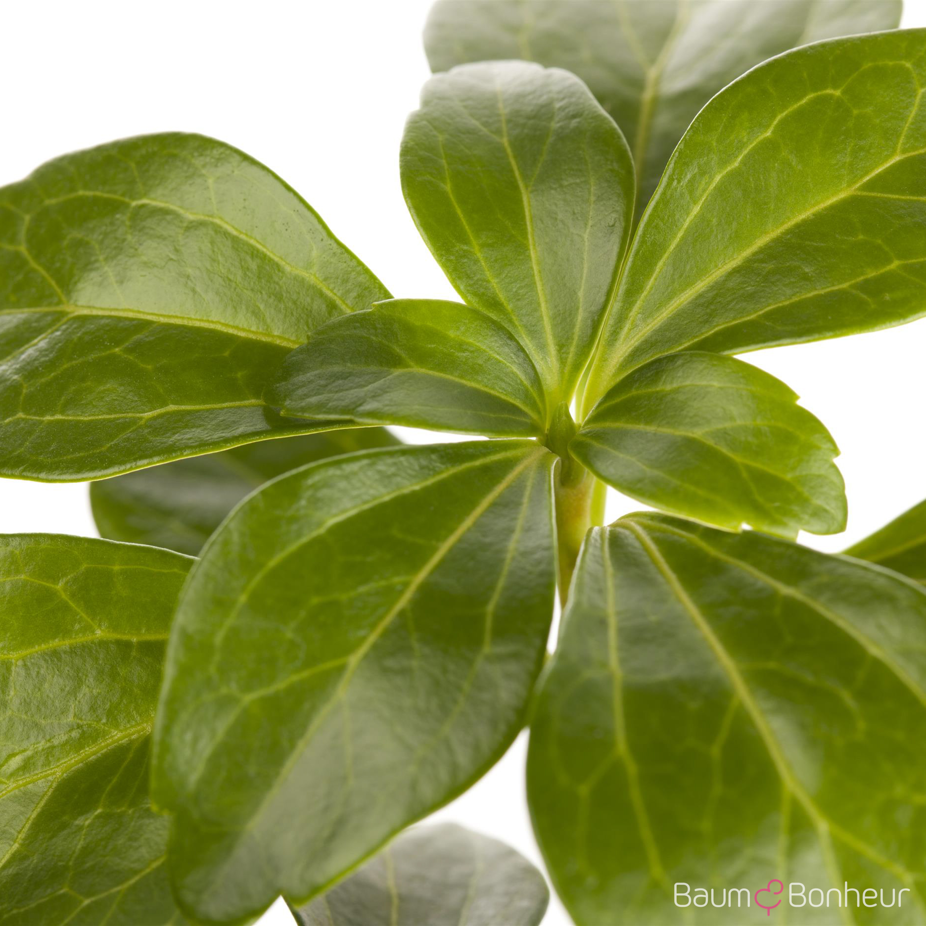 Pachysandra terminalis 'Compacta'