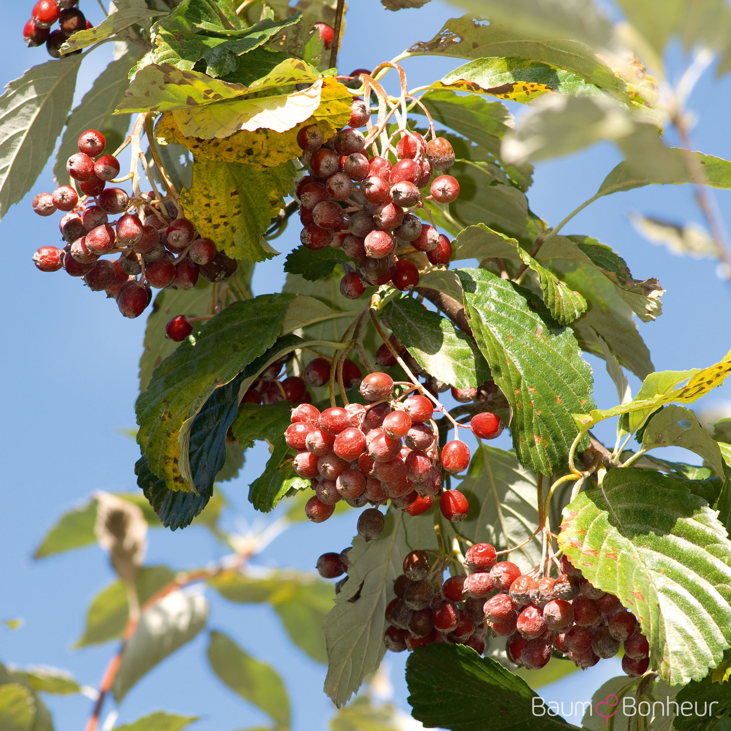 Sorbus aria 'Lutescens'
