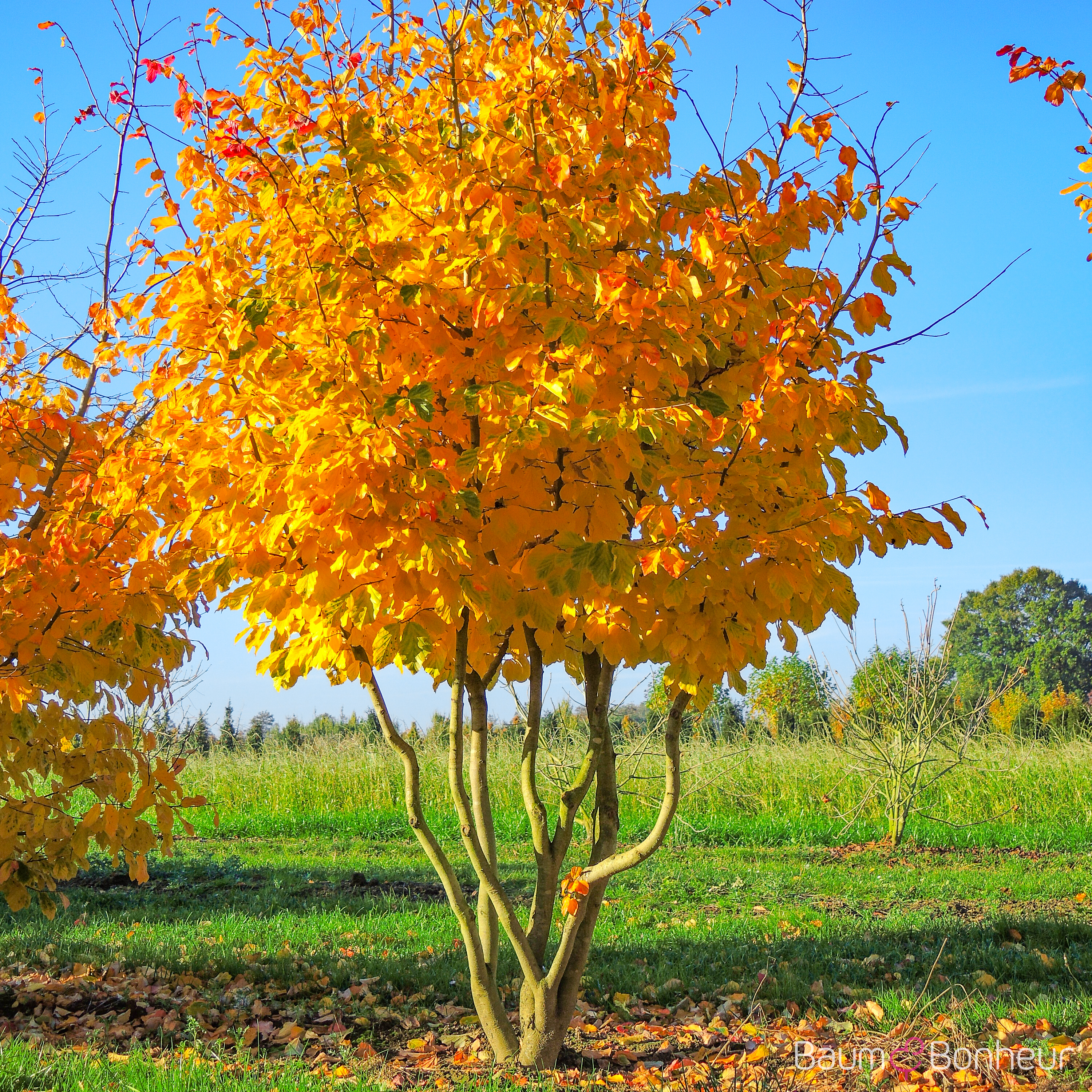 Parrotia persica