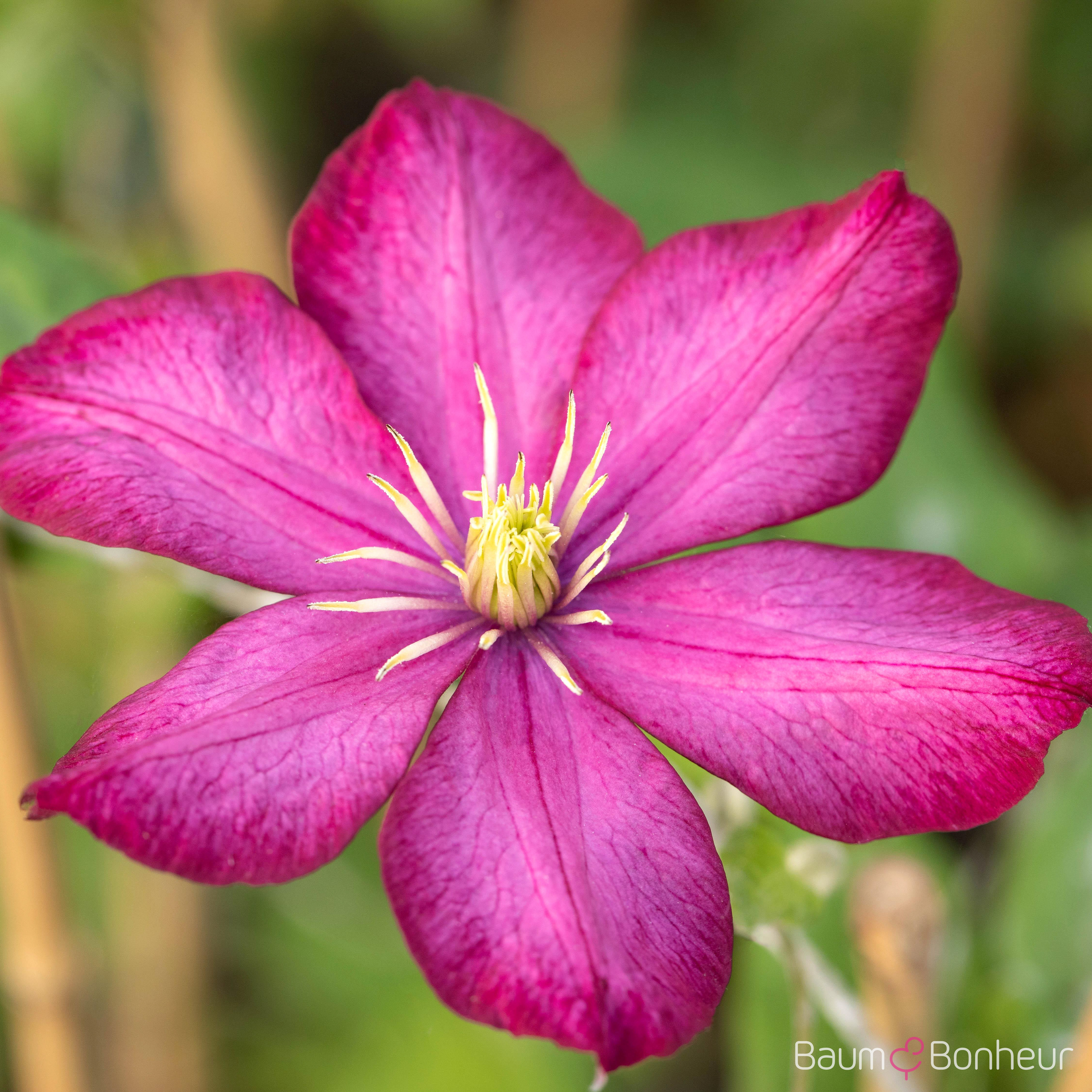 Clematis 'Rouge Cardinal'