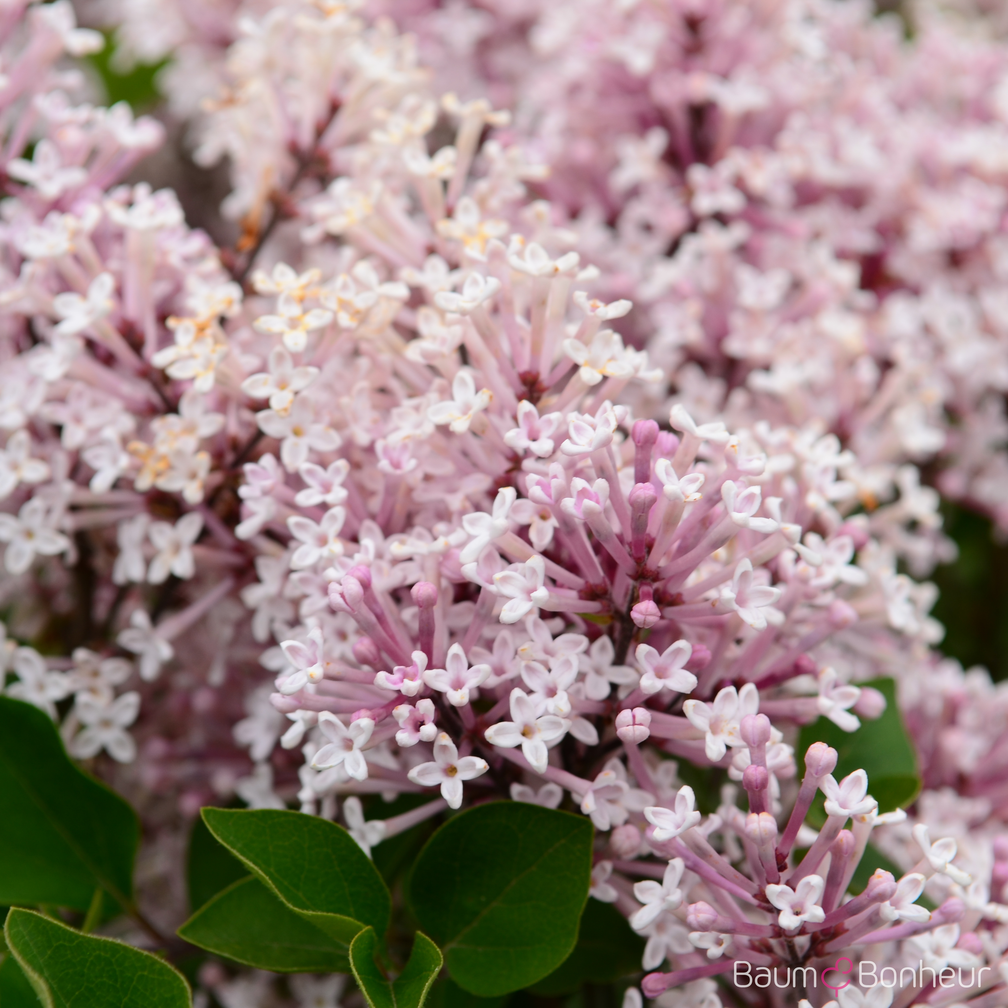 Syringa meyeri 'Josée'