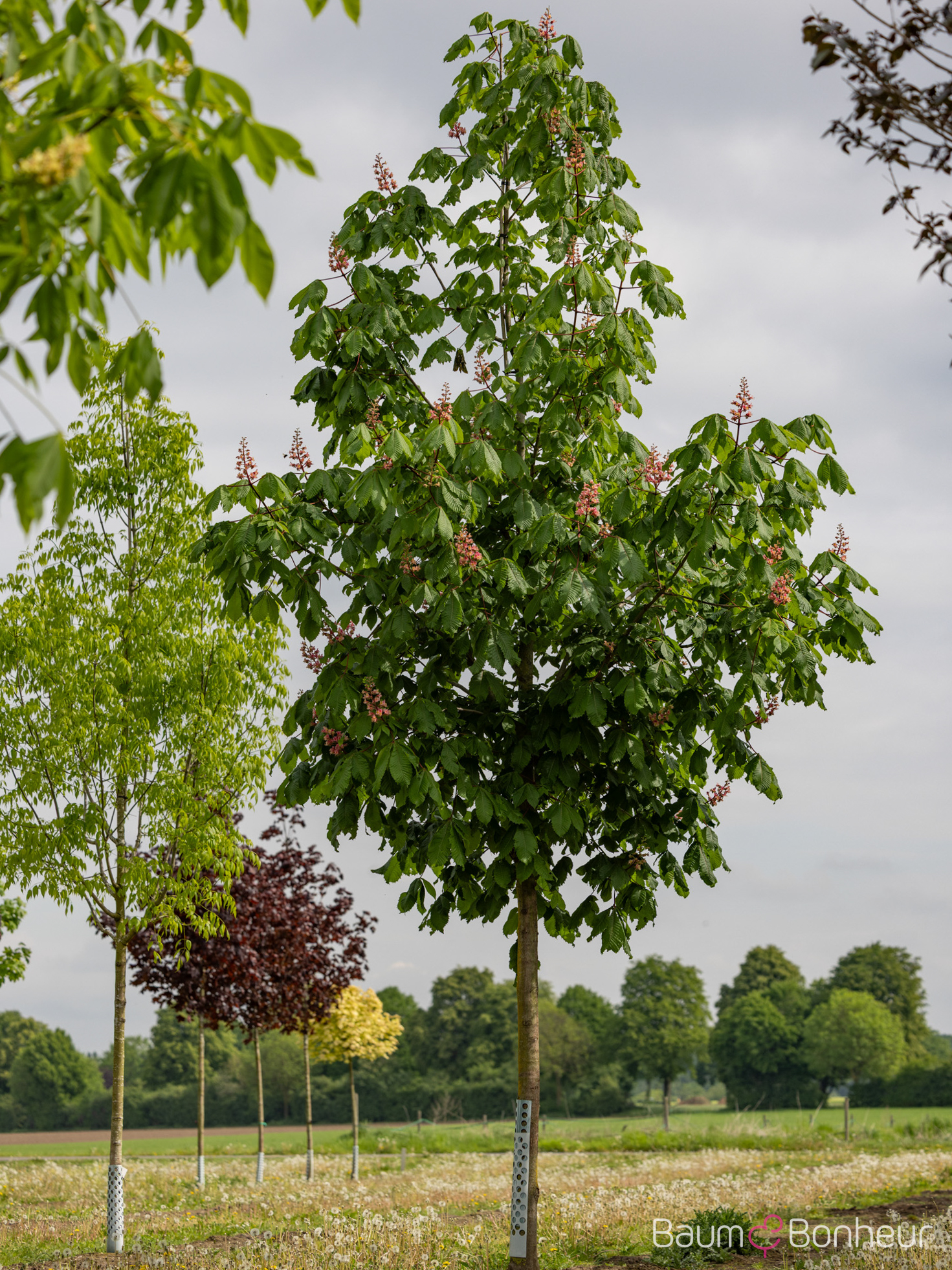 Aesculus carnea 'Briotii'