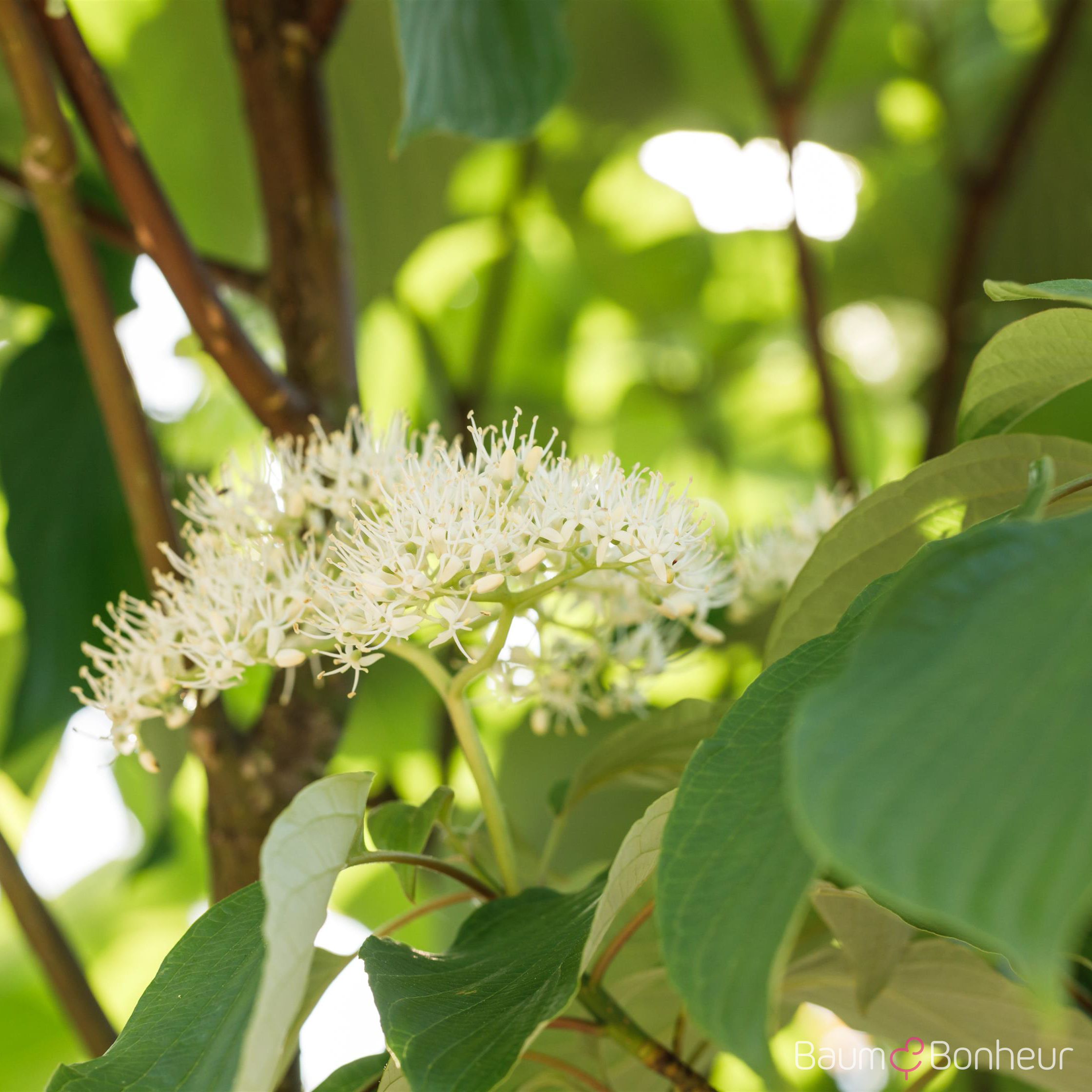Cornus sericea 'Flaviramea'