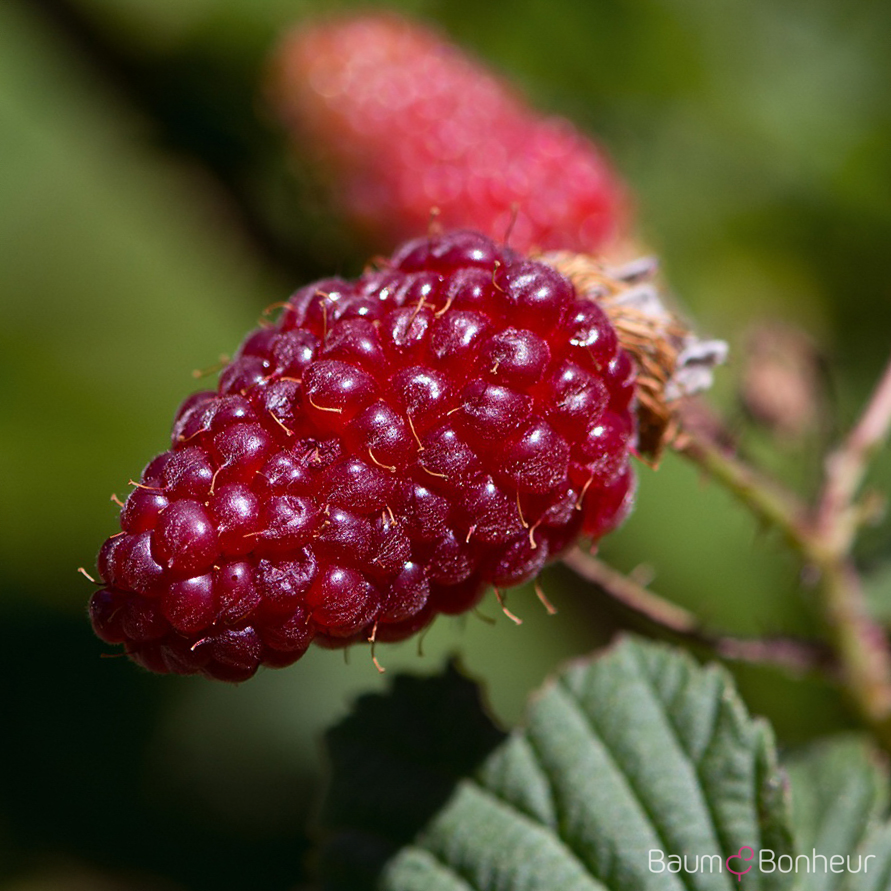 Rubus 'Tayberry Medana' -R-