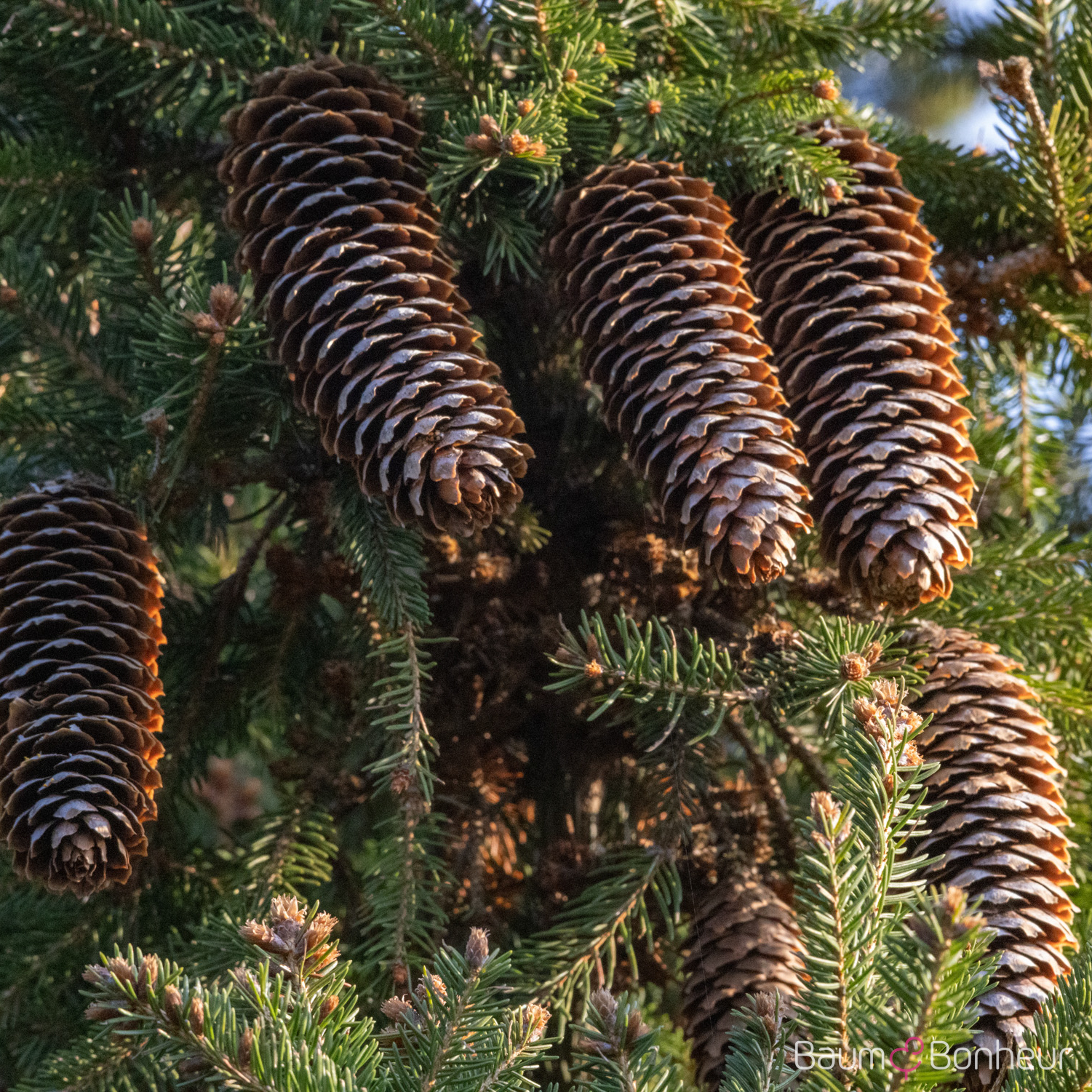 Picea abies 'Pygmaea'