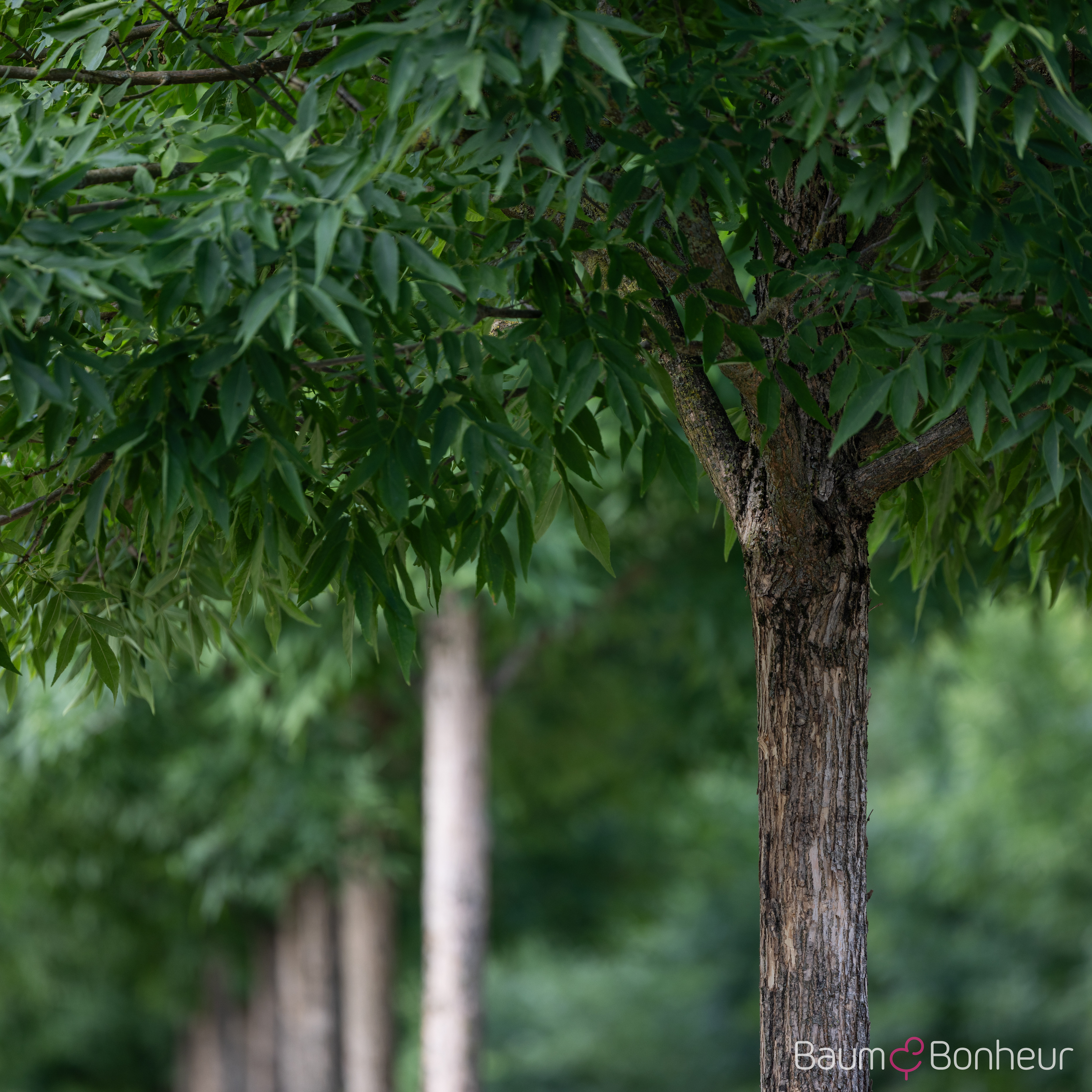 Fraxinus pennsylvanica 'Summit'
