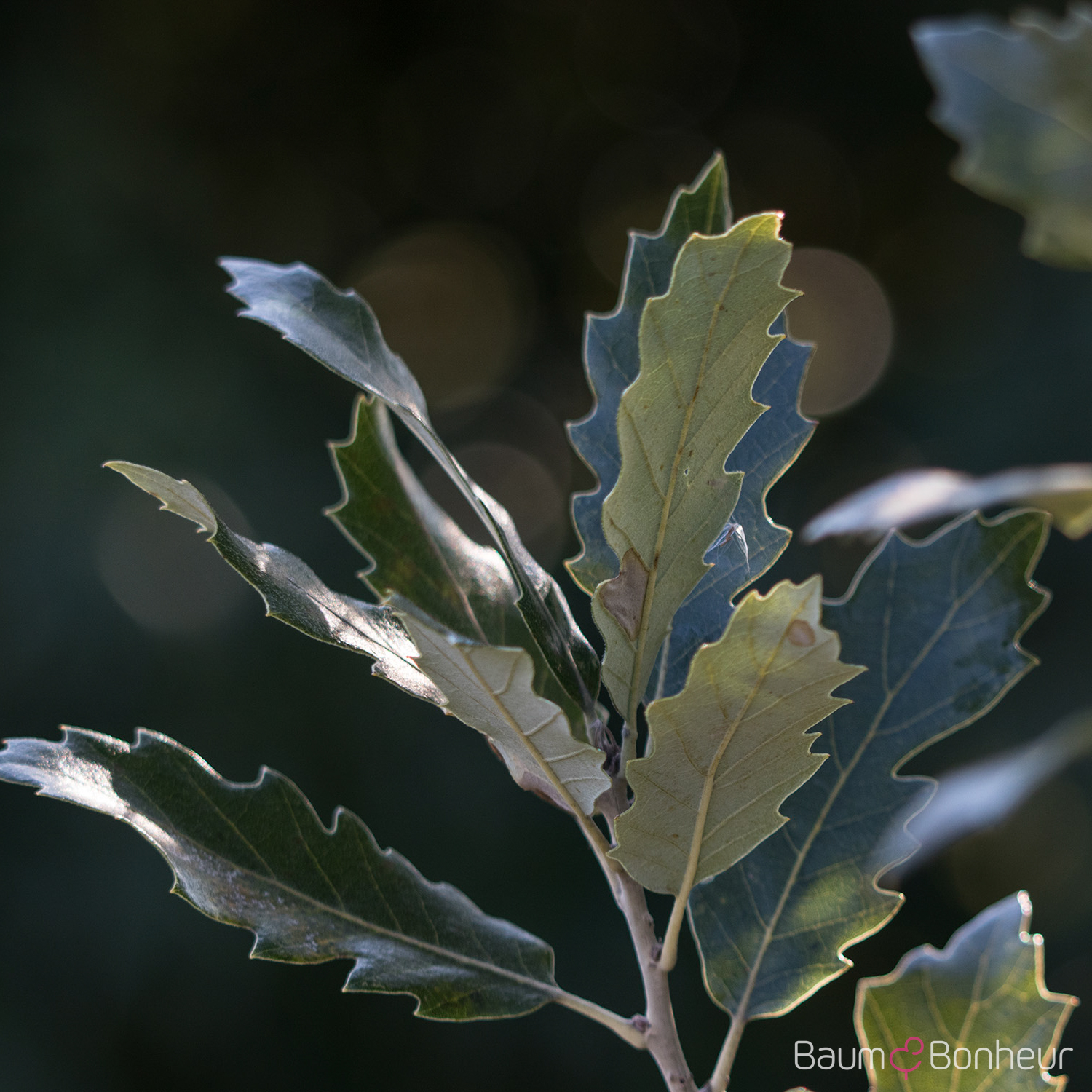 Quercus hispanica 'Fulhamensis'