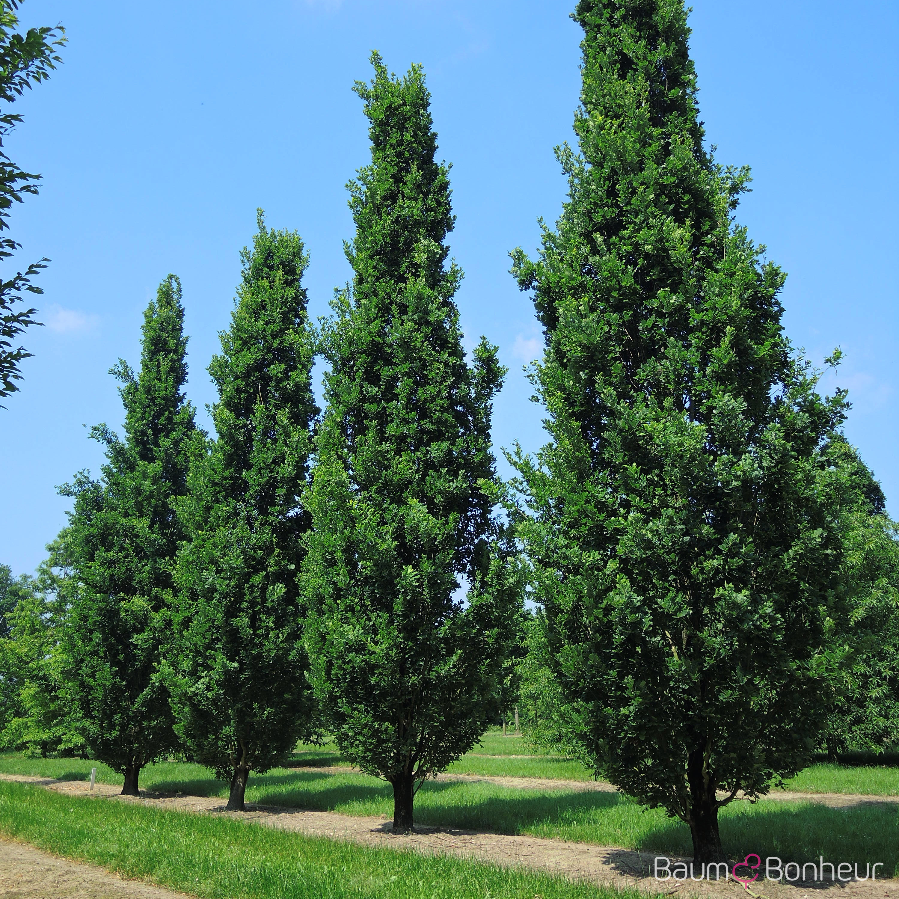 Quercus robur 'Fastigiata Koster'