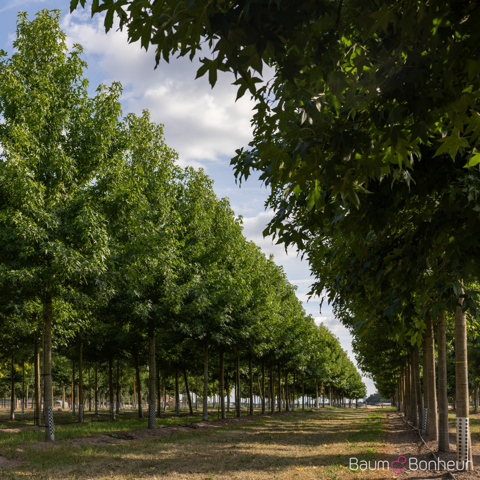 Liquidambar styraciflua 'Worplesdon'