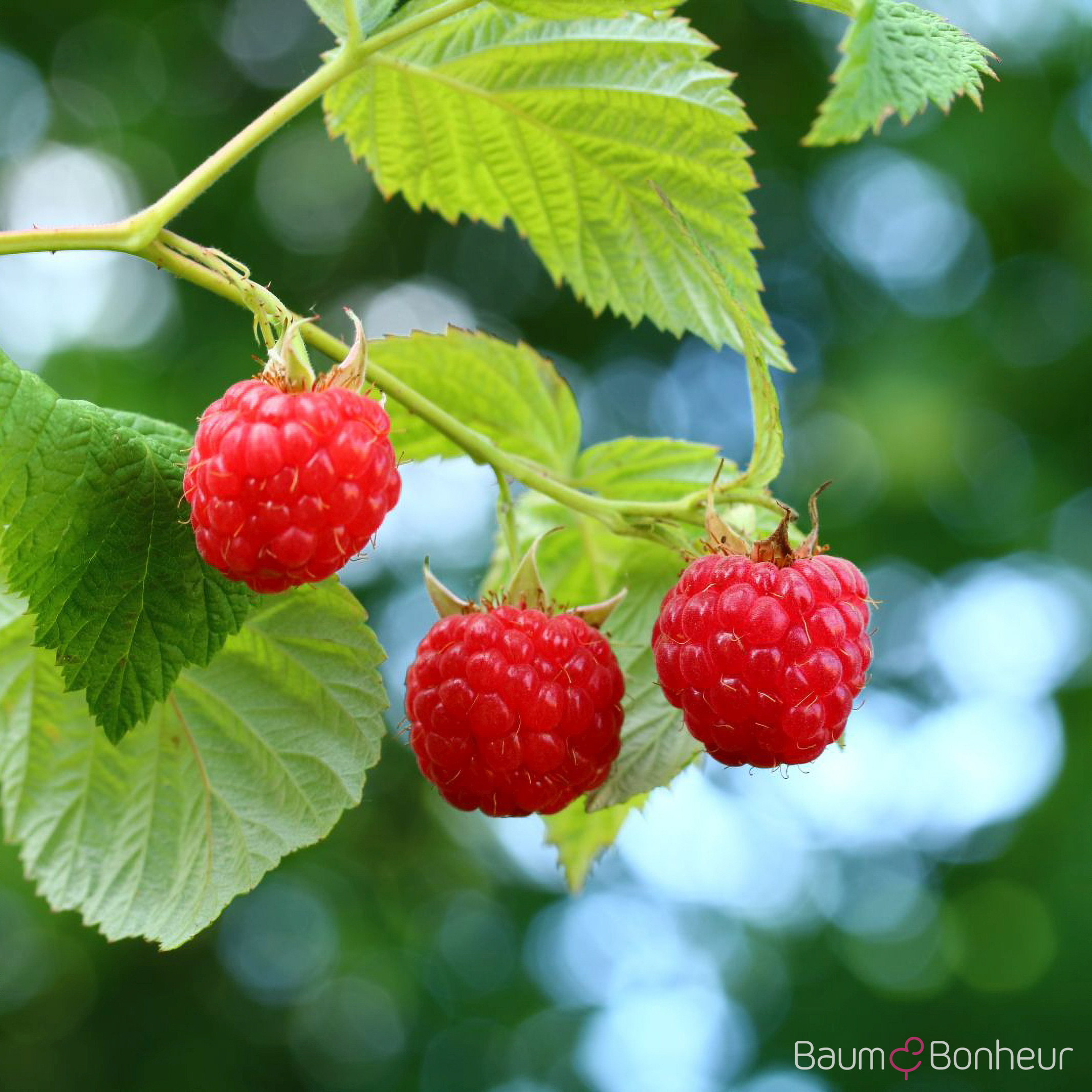 Rubus idaeus 'ZEFA 3 Herbsternte'