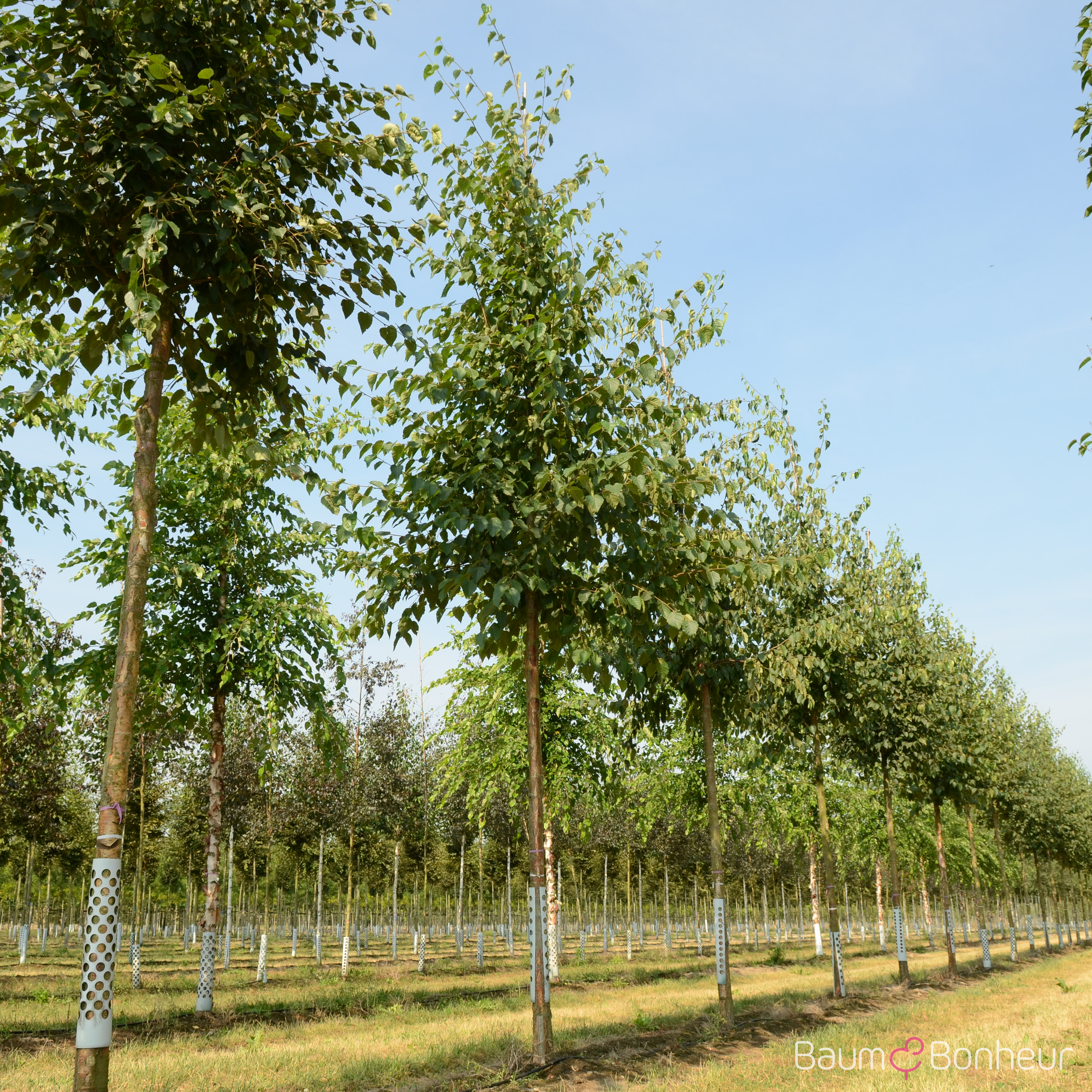 Betula papyrifera