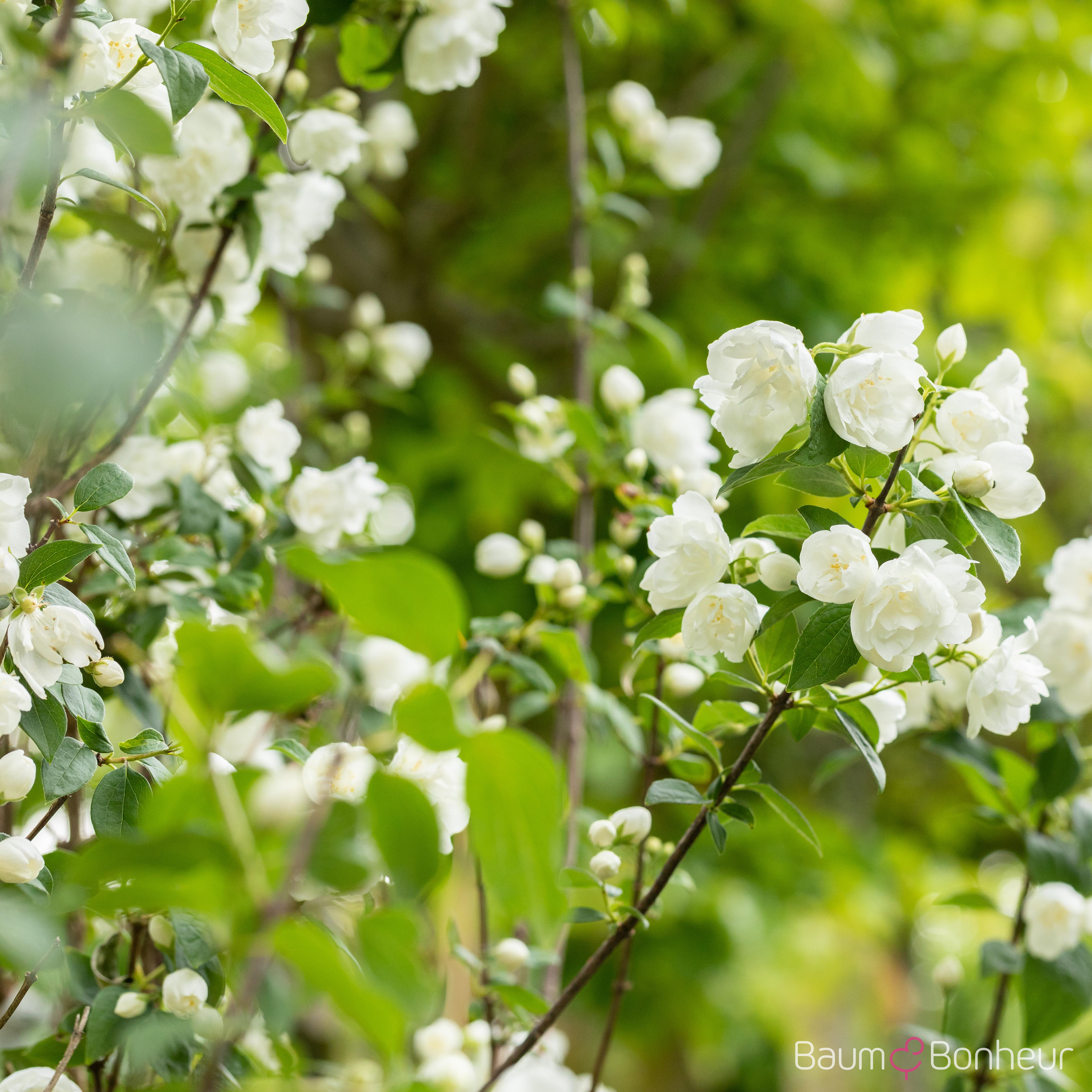 Philadelphus 'Virginal'