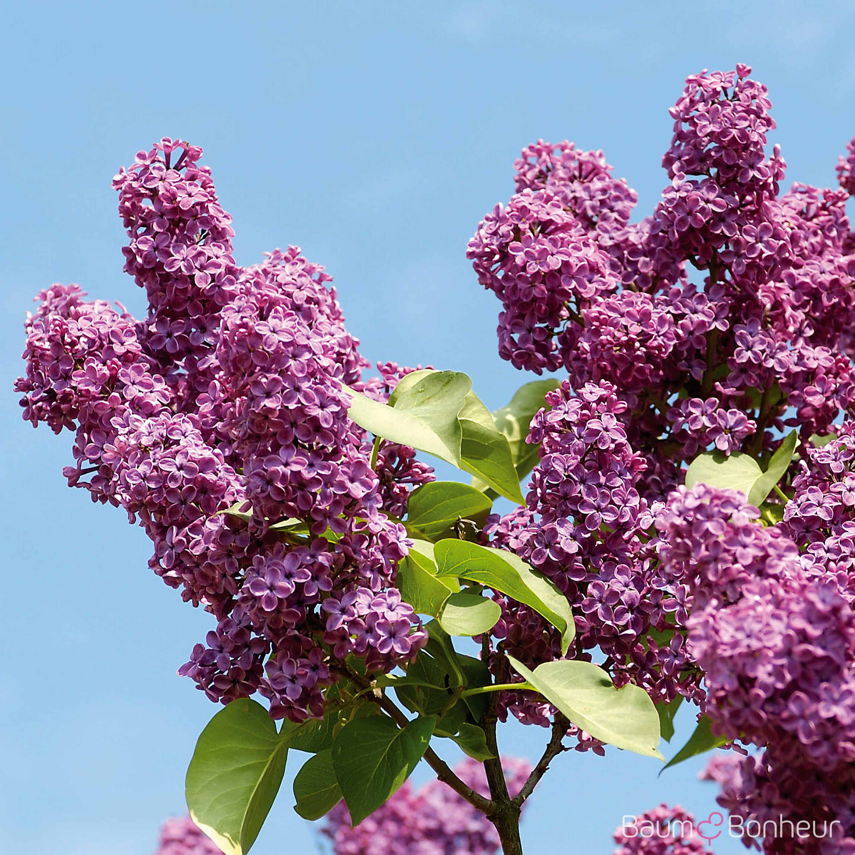 Syringa vulgaris 'Andenken an Ludwig Späth'