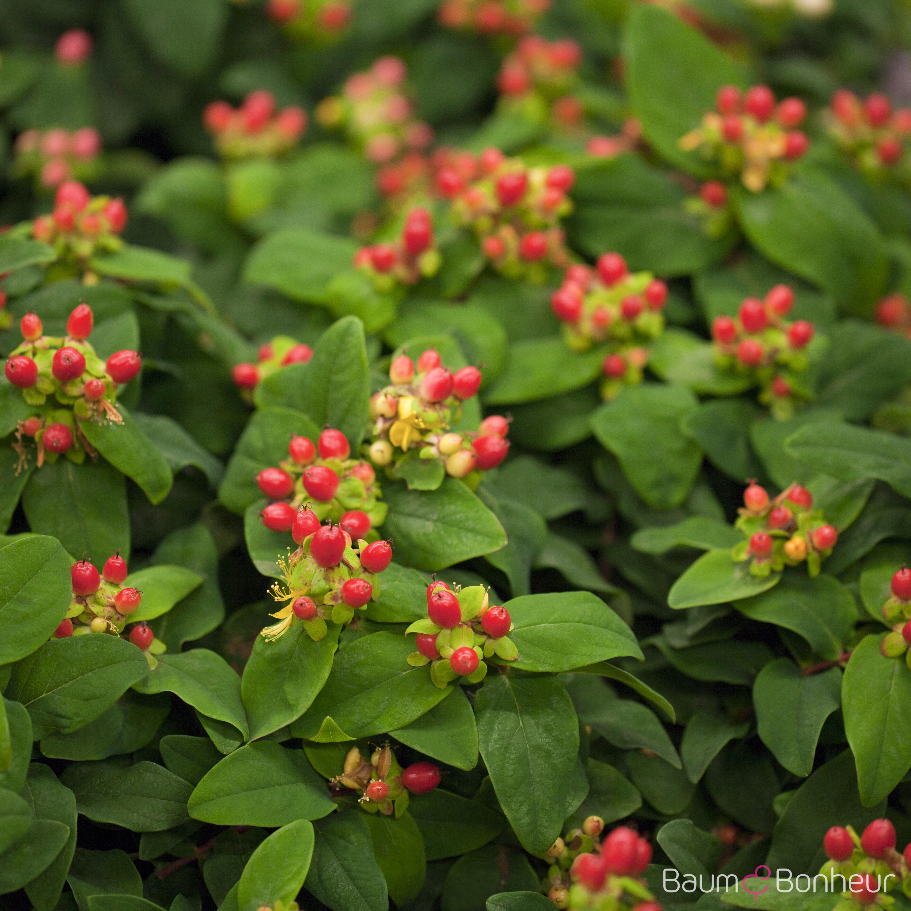 Hypericum androsaemum