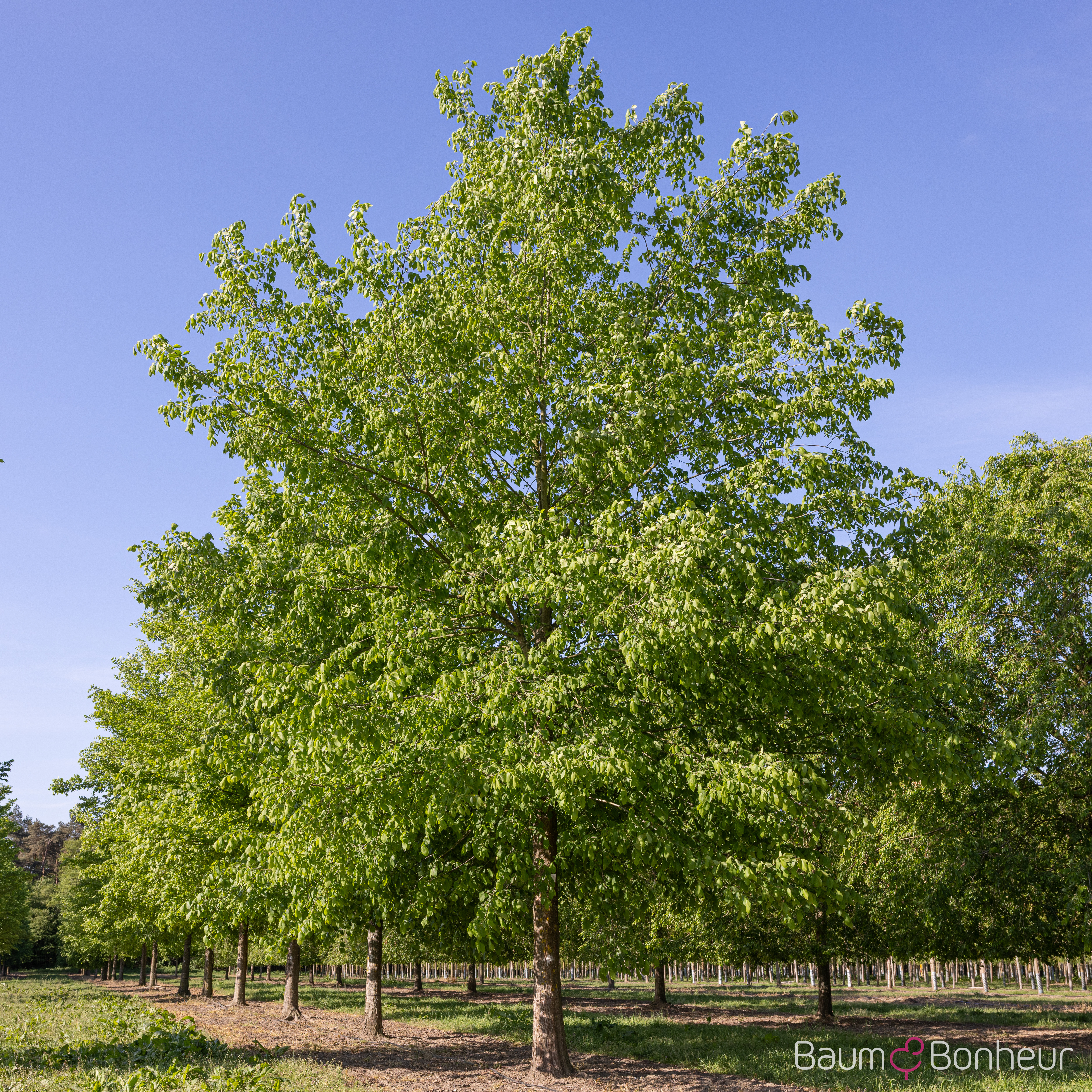 Ulmus laevis
